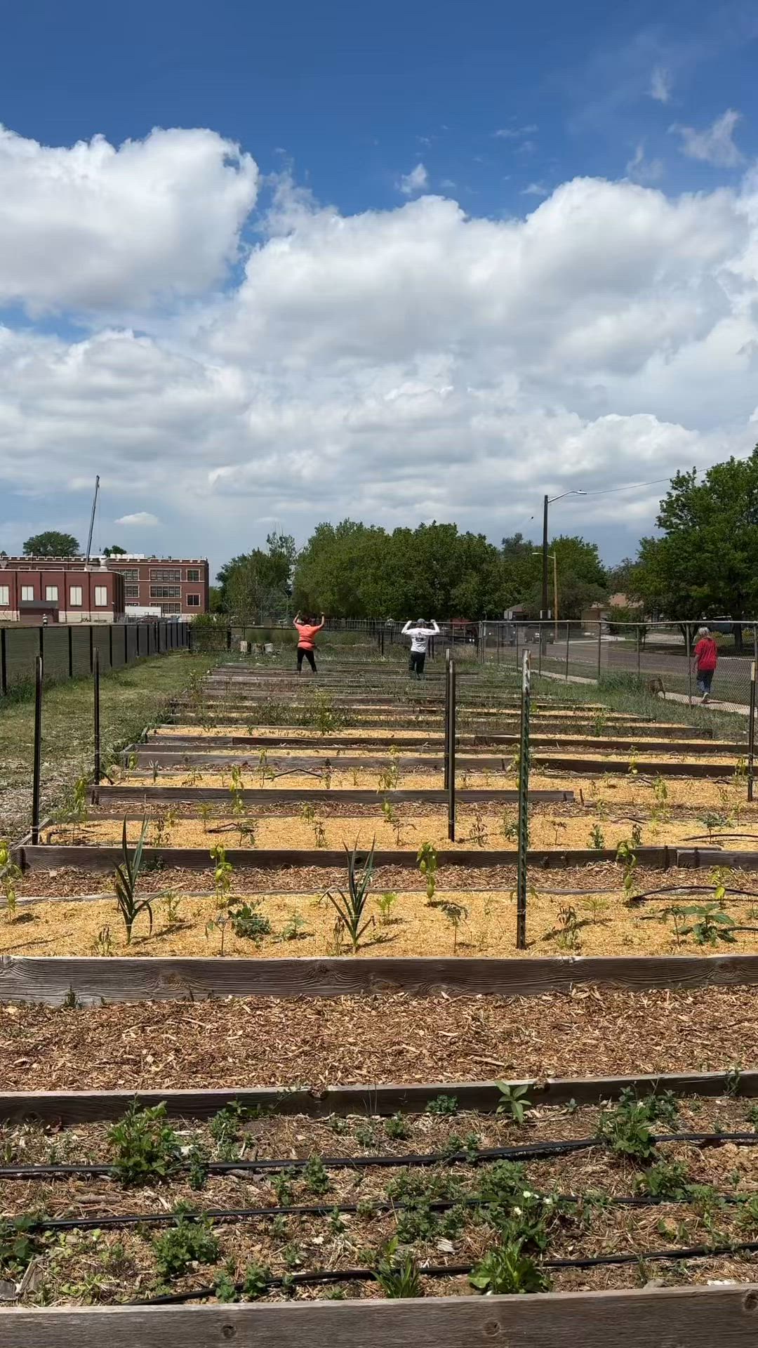 Here's a little boogie break with this years Program Specialist staff!💃
These amazing people have been working hard this spring programming with students across Denver.
This week, we took some time to learn and re familiarize ourselves with the best ways to take care of all our school gardens. If you happen to see any of them working hard in the gardens this summer, tell them they're doing great!
#DenverNonprofit #education #schoolgardens #summer #foodjustice #trend