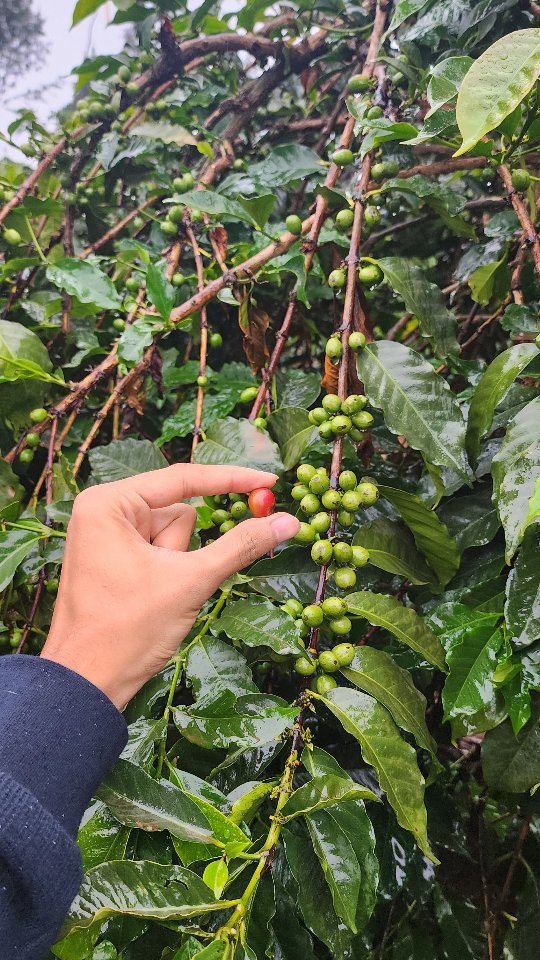 This is where great coffee begins.
Rain-soaked coffee farms, carefully grown cherries, and freshly roasted beans delivered to your door.
Order your fresh roast today before the next batch is gone. ☕
#coffee #KahawaCoffeeCo #sydneycoffee #melbournecafes