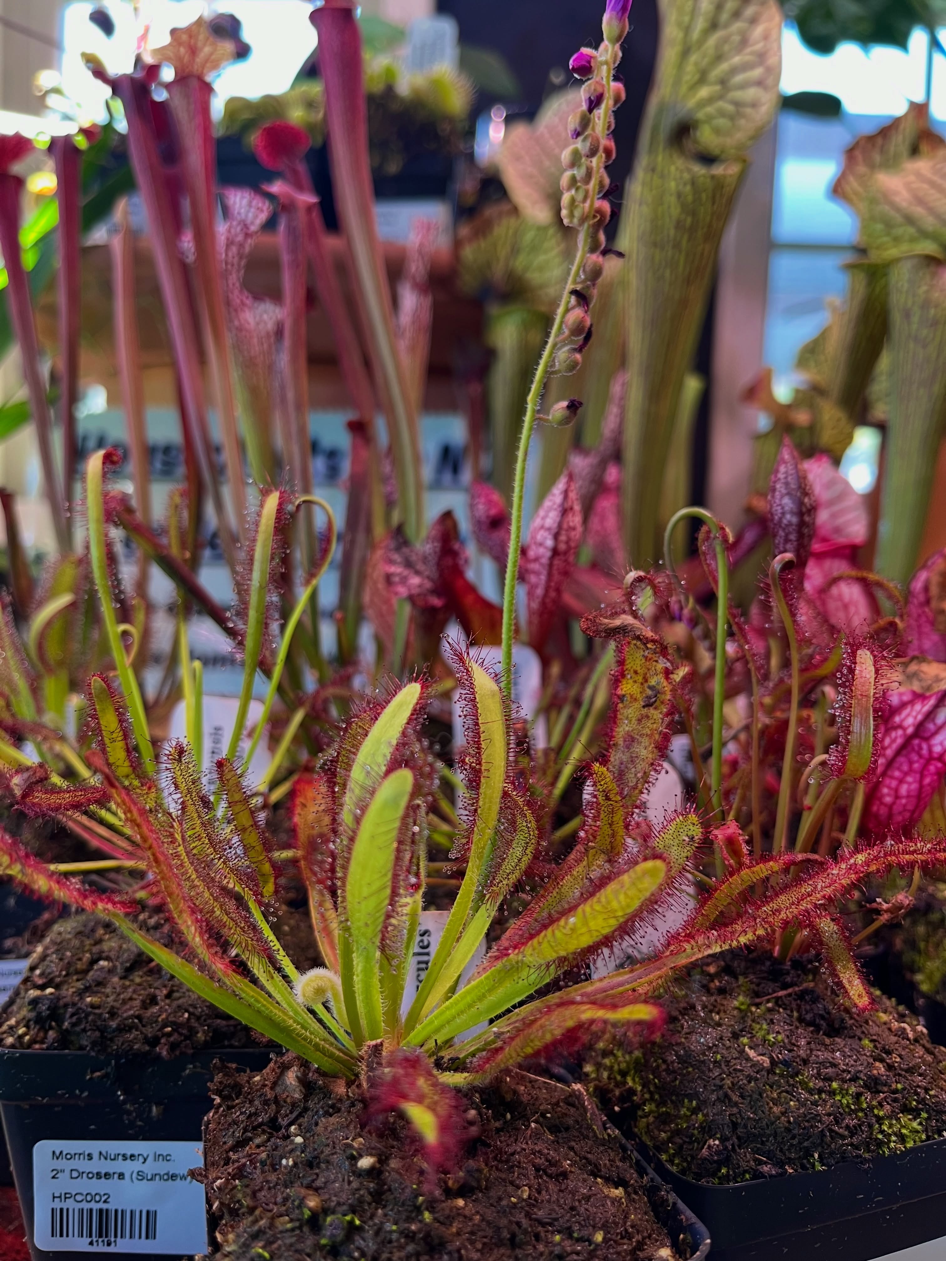 🪴Carnivorous Plant Restock!
Come and get’em while they last.