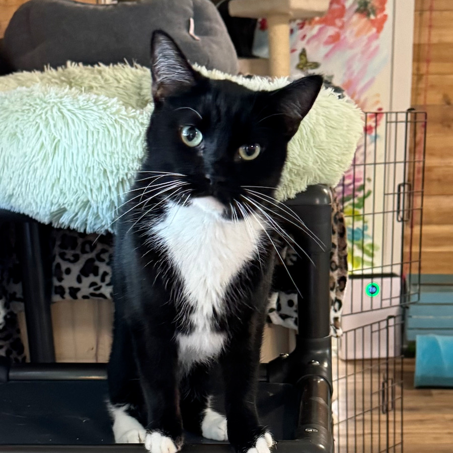 This is Kit Kat. He is a beautiful boy with a soft, short coat. He is 3 years old, gentle, good with other cats, and likes to watch us clean the cattery. His owner went to a home.