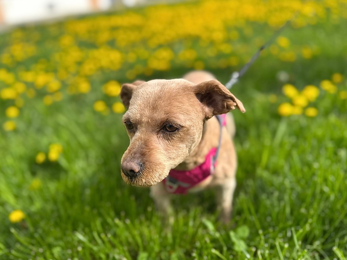 Hier kommt Papaya🐶
🤍 Papaya / Hündin
📏 ca. 25-30 cm / ca. 04.2019 geboren
🐶🐱 verträglich
💞 verspielt & freundlich
📍 Standort Onesti, Rumänien
Papaya wurde gemeinsam mit ihrer Freundin Onyx von einem Tierschützer in Onesti auf der Straße entdeckt. Beide Hündinnen waren in einem furchtbaren Zustand. Ihr Fell bestand nur aus Dreckplatten, sodass sie sich kaum noch bewegen konnten. Außerdem waren sie von Zecken und Flöhen übersäht.
Zum Glück hat der Mann nicht weggesehen. Er brachte die beiden zu unserer befreundeten Tierärztin Lidia in die Tierklinik und bat sie um Hilfe.
In der Klinik wurde ihr Fell sofort komplett geschoren, sie bekamen ein ausgiebiges Vollbad, wurden entwurmt und gegen Parasiten behandelt. Beide Hündinnen blieben zunächst einige Tage in der Tierklinik. Dort konnten sie sich satt fressen, schlafen, ausruhen und zu Kräften kommen. Außerdem wurden sie gründlich untersucht.
Papaya ist gesund und nach ein paar Tagen durften die beiden Hunde-Damen die Klinik verlassen. Lidia nahm sie mit nach Hause, wo sich die beiden sofort sehr wohlfühlten.
Sie fing an, ausgelassen mit Onyx und Elli zu spielen und zu toben. Wir hatten den Eindruck, als ob sie mit ihrem Fell auch ihr altes Leben hinter sich gelassen hat.
Aktuell lebt Papaya auf einer tollen Pflegestelle problemlos mit vielen Hunden, Katzen und anderen Tieren zusammen. Papaya ist eine fröhliche, aktive und verspielte Hündin. Sie blüht von Tag zu Tag immer mehr auf und genießt ihr Leben und die Fürsorge in vollen Zügen. Nach ihrer entbehrungsreichen Zeit auf der Straße hat sie das mehr als verdient.
Papaya ist im April 2019 geboren. Sie ist kastriert, vollständig geimpft und bereit für die Reise zu ihrer eigenen Familie.
Papaya und Onyx haben vermutlich ihr bisheriges Leben gemeinsam verbracht, eventuell sind es auch Mutter und Tochter. Beide Hunde sind mit einer Stummelrute geboren. Es wäre ein Traum, wenn die beiden zusammen bleiben könnten.
Wenn Sie zukünftig Ihr Leben durch die Gesellschaft von ein oder sogar zwei süßen, lieben und aktiven Hunde-Damen bereichern möchten und ein Körbchen frei haben, würden wir uns freuen von Ihnen zu hören.
