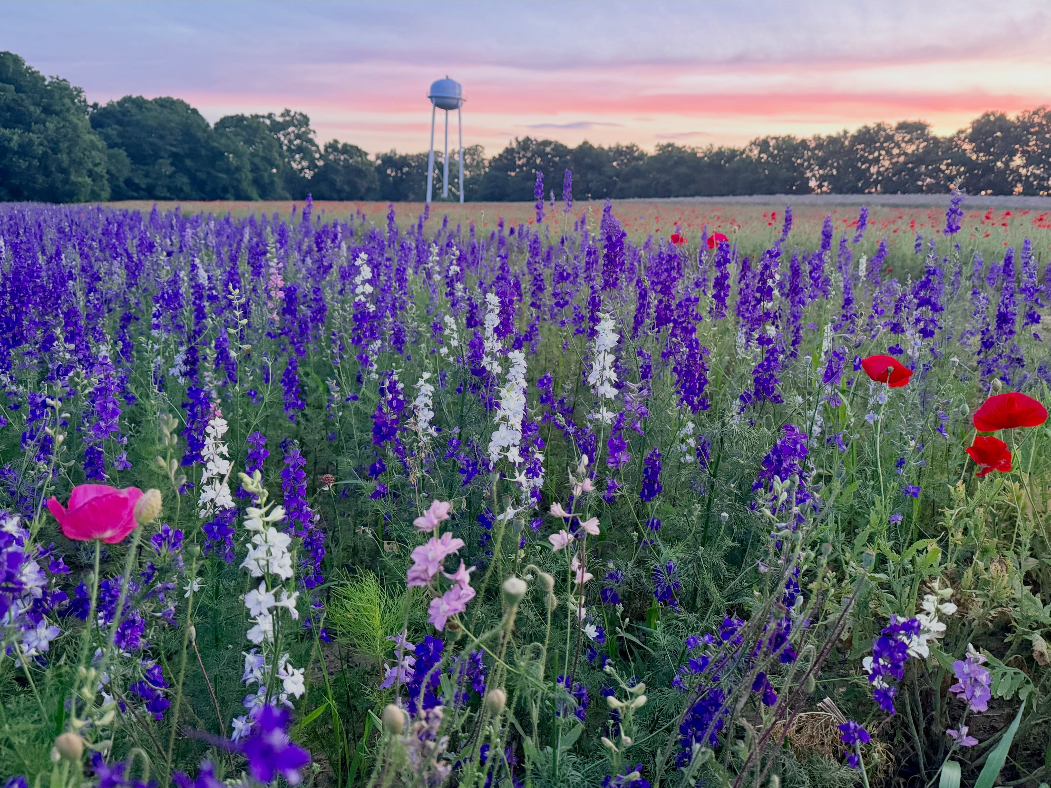 The sun is beginning to set on our poppy season. This weekend is it. Your last chance to come pick a bouquet in these fields. The corn and pumpkins can’t wait much longer to take their place!
6/6 Saturday 10am-6pm
6/7 Sunday Noon-5pm
#flowerfields #larkspur #poppies #flowerfarm