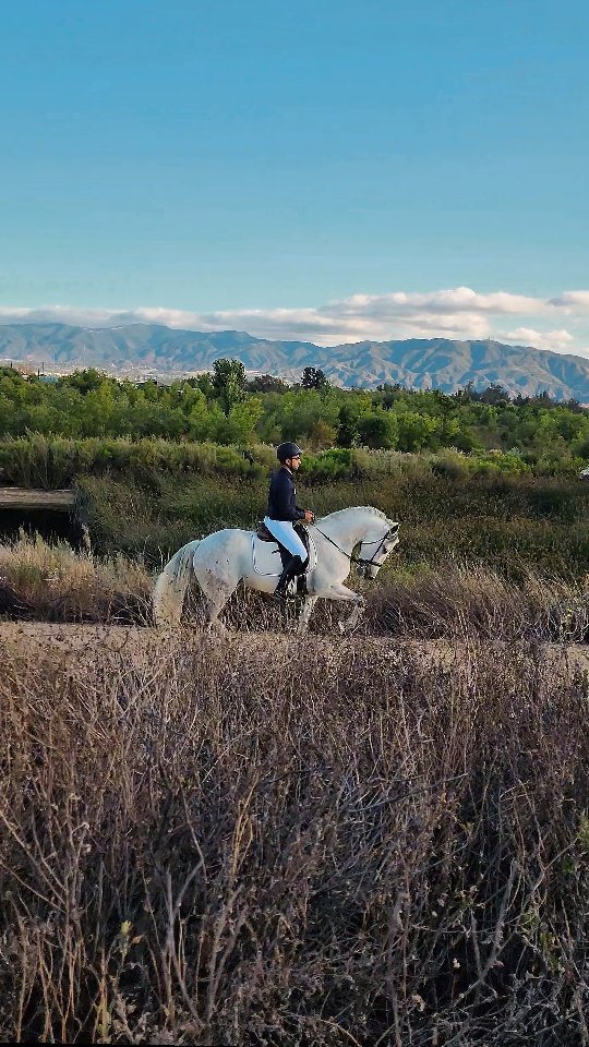 That's how Piaffe is done
#piaffe #andalusianhorse #dressage #dressagerider #views