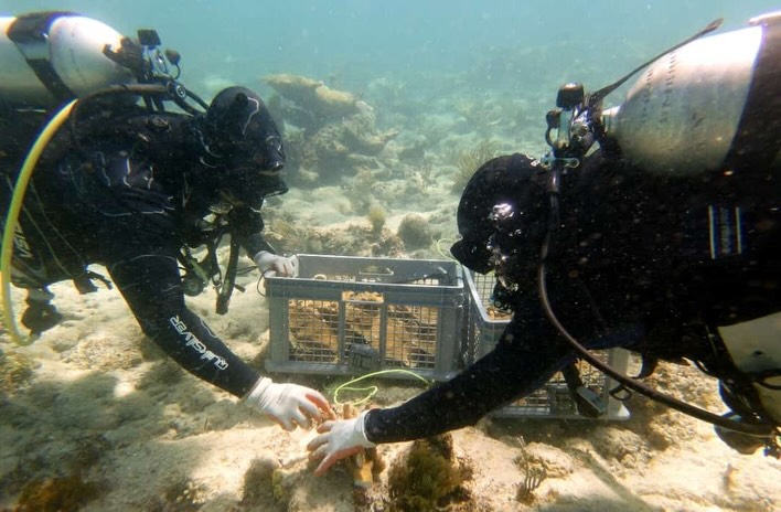 Nuestro proyecto Renovación de Arrecifes continúa progresando, más de 300 fragmentos del coral cuerno de alce (Acropora palmata) acaban de mudarse al arrecife Cayo Largo 🔥🪸
Esto significa, más vida, más hábitat para otras especies marinas y una gran esperanza para esta especie cuyas poblaciones han disminuído significativamente en las últimas décadas.
📸 Robert Rocca
¡Gracias a @noaacoral por hacer este proyecto de gran escala posible!