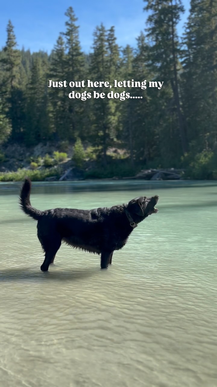 Just a reminder your dog doesn't need to be entertained every second of every day. They just want to be outside doing dog stuff...sniffing, running, exploring. Let nature do the work for you.
#biscuitspetcare#letdogsbedogs#hikingwithdogs#onlyinwhistler#doglovers