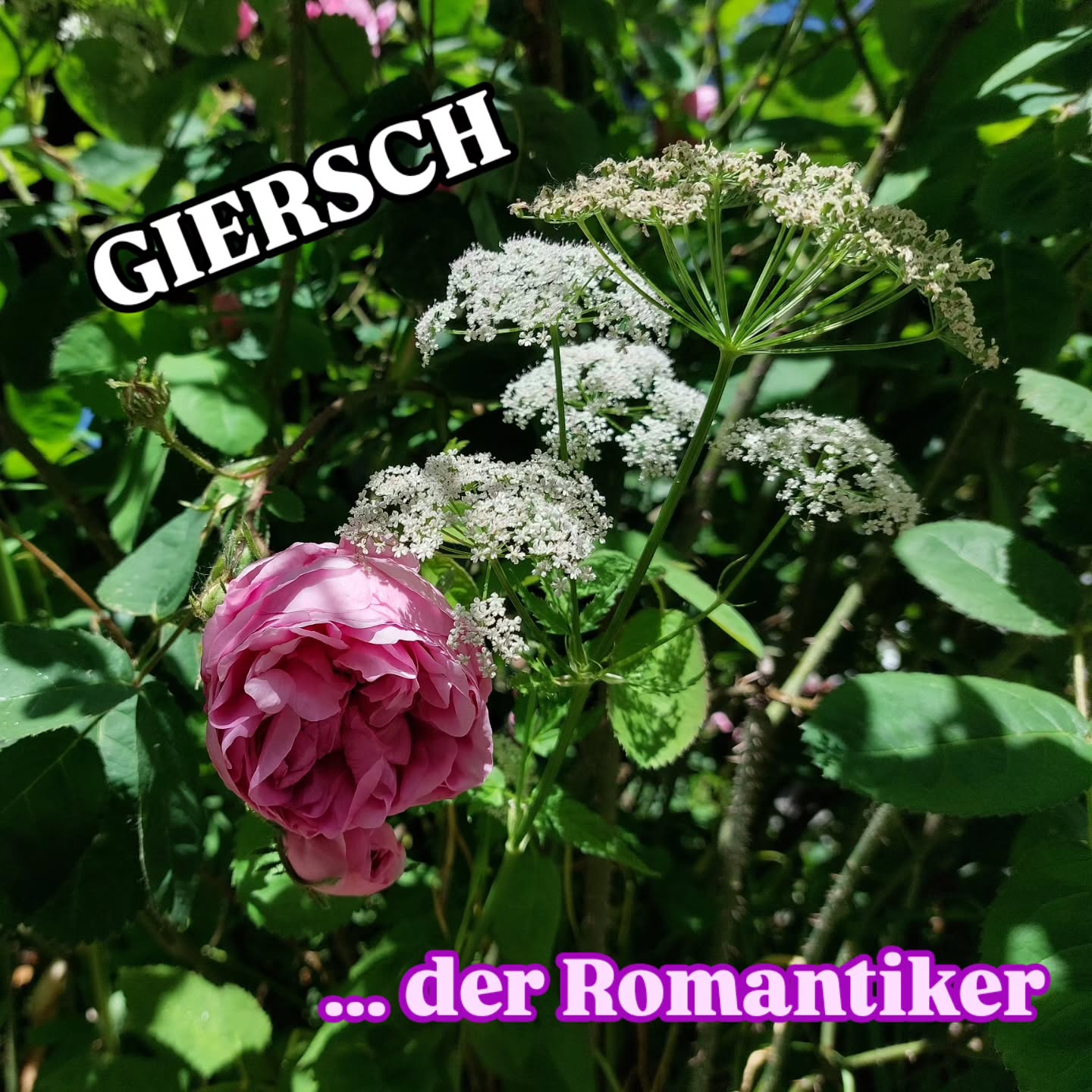 Das ist die schönste Giersch-Kombi die ich kenne. Und so romantisch... 🥰.
Also: Giersch ab jetzt neu einordnen:
🩷 ROMANTISCH! 🩷
Eine superuralt Rose (vermutlich eine R.centifolia-Irgendwas)... traumhaft romantisch. Traumhaft duftend.
Fürchterlich stachelig. 🦔
Darum wird dieses Eck nicht gern angegriffen.
Und die zwei haben sich gefunden! 🤩
Was für ein Traumpaar!
Na... was sagst du dazu?
#giersch
#verenas_pflanzentanz
#gartenschönheit #gartenglück
#gartenideen