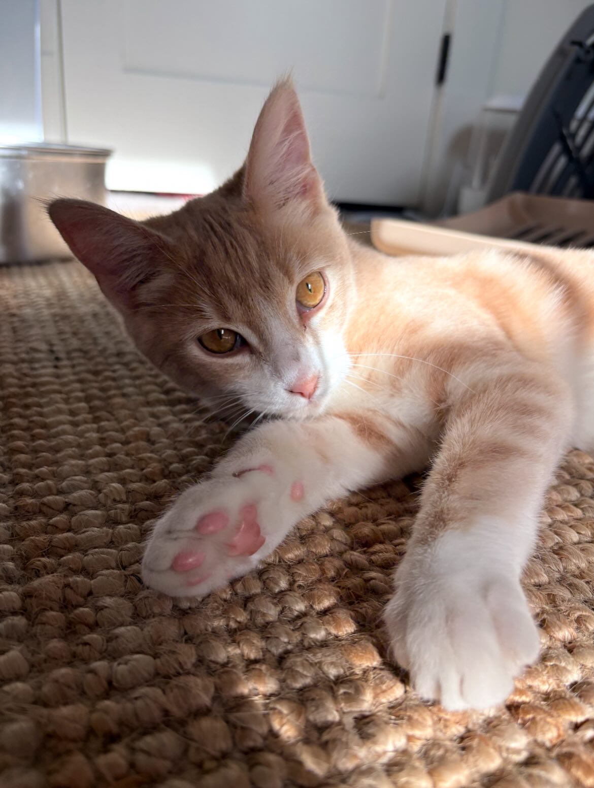 Another new kitty joined us! 🧡 Meet Churro! Churro was living in an abandoned house before coming to us. He would roam around the neighborhood and greet people. Thankfully, one day he stumbled across some friends of ours who offered to foster him. Churro saw our vet and has some serious debris in his ears, but otherwise looks great! We estimate he is 8-10 months old. Welcome, Churro! 🐈