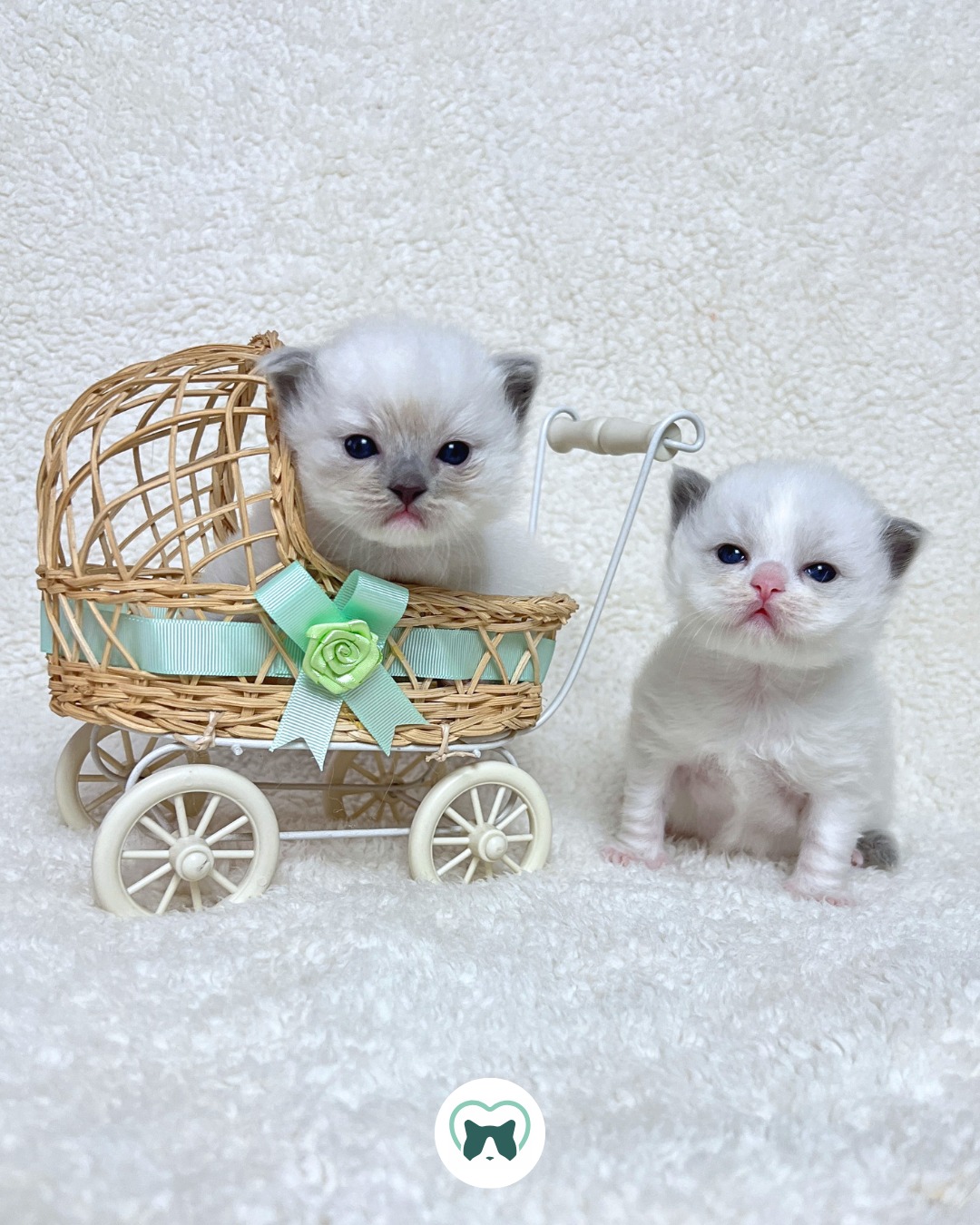 Fui procurar amor e voltei para casa com um Ragdoll! 💚
#blumenkatzen #ragdoll #filhoteragdoll #ragdollbrasil #ragdollkitten