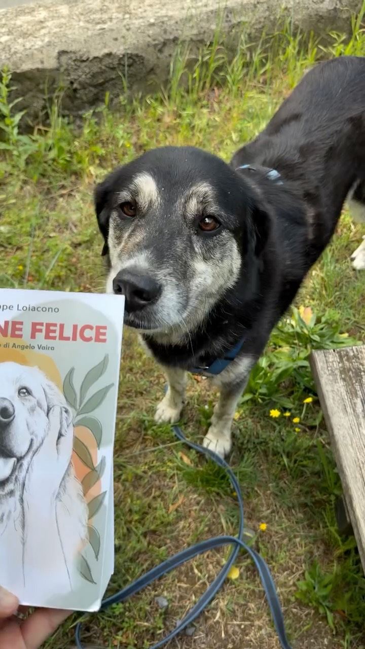 😍 Oggi è un mese che è uscito UN CANE FELICE! 30 giorni dove tante persone hanno riso e si sono commosse insieme a me!
☝🏼Una delle cose più importanti che ho imparato nella vita e che coltivare gratitudine non è solo necessario ma diventa una virtù da perseguire ogni giorno e quindi oggi a un mese dall’uscita del libro voglio essere grato a:
🙋🏻♂️ Me stesso la persona più importante della mia vita
📚 Tutte le persone che hanno acquistato fino qui il libro siete tantissimi!
🐾 I miei clienti e i loro cani, chi per aver condiviso un pezzo del loro viaggio insieme, chi per aver portato la loro testimonianza diretta nel libro
📿 @angelovaira amico, maestro e visionario che ha curato la prefazione, parole potenti e non banali. Senza di lui il mondo cinofilo italiano sarebbe più povero, meno compassionevole e coraggioso. Grazie
4️⃣ @alberto_ferrarini_ FUORI CLASSE ovvero “fuori dalla classe”, fuori dagli schemi, un numero 1 che ha curato la postfazione. Uno vero e autentico come i cani.
👩🏻🦰 La mia compagna di vita e nel lavoro @verrydogs grazie per la tua unicità e bellezza. Le illustrazioni del libro ne fanno un’opera d’arte
🐶 A tutti i cani che ho incontrato fino ad oggi, ma soprattutto a Neve, Bart e Runa che rendono la mia vita più colorata e felice
📖 La mia casa editrice la @giacovelli_editore grazie per aver dato forma ai miei pensieri
Infine a tutti voi che mi seguite sui social, che mi scrivete e mi aiutate a vedere questo mondo meno triste di quello che è!
📹 Un grazie speciale a chi ha contribuito a creare questo video
🚀 Un cane felice è un viaggio e chissà dove arriverà
#uncanefelice #canefelice #cinofilia #educazionecinofila #libridaleggere