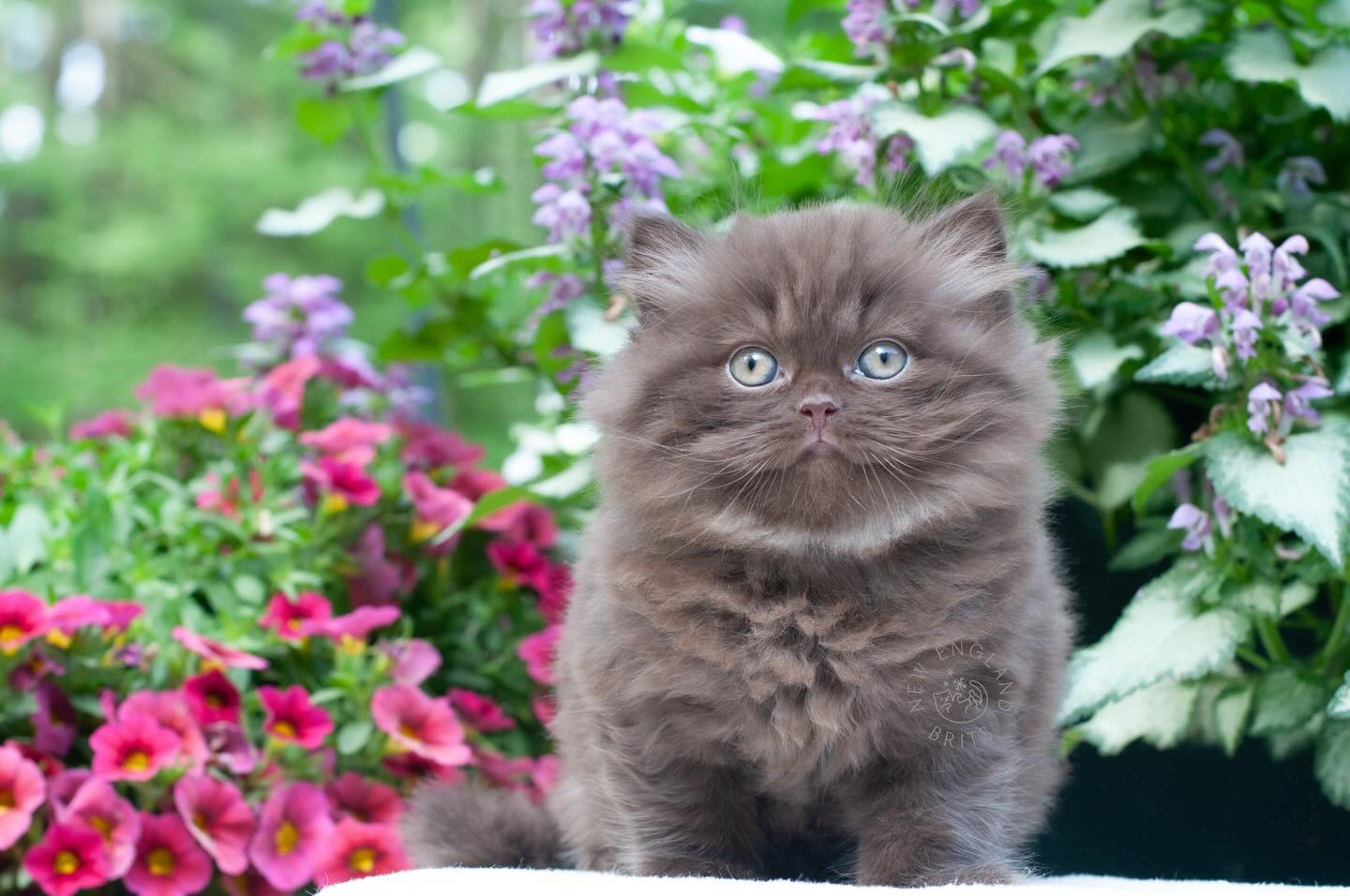 Yummy chocolate longhair treat 🍫
.
FOLLOW here@newenglandbrits🦭