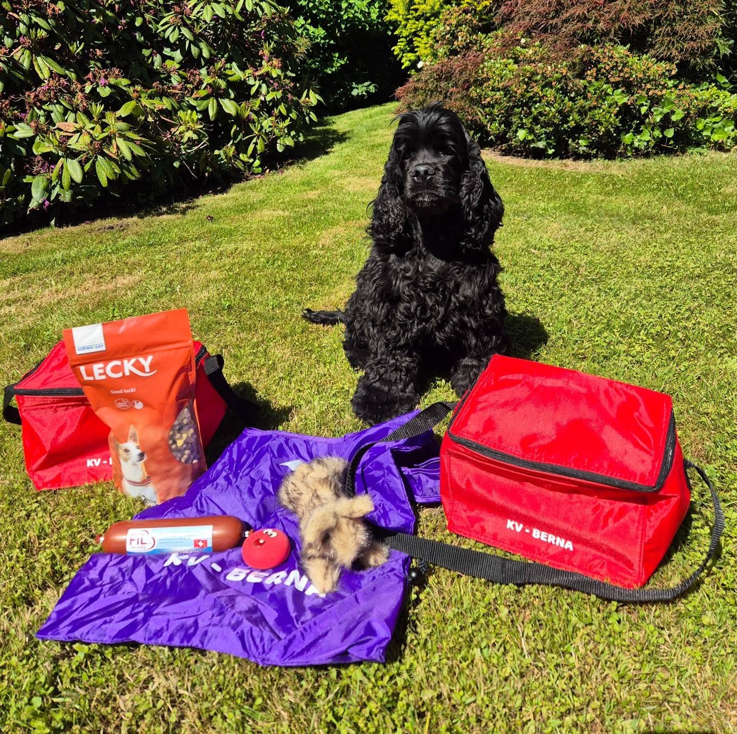 Tolles Agi-Turnier vom KV-Berna. Lucy hat es sehr gut gemacht. 5 Läufe, viermal 1. Platz, einmal 3. Platz. Wir werden uns wohl bald mal im 2 versuchen.
#kvberna #cockerspaniel #americancocker