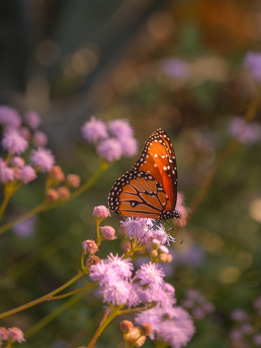 To honor my dad on his birthday we went to @dbgphx since he loved plants and nature so much. We thought it was the best place to go. Somehow they were having a free admission day ON his birthday. A sign? Perhaps. ๐ I took my fave photos ever of butterflies that day and butterflies always make me think of my dad. ๐ญ๐ญ
Since he passed Iโve had so many butterfly experiences where I feel my dadโs energy is near. When he was fighting the brain cancer we used to sit on the back porch and watch the butterflies and dragonflies flying around the tall plants growing out of my parents pond (they built fully themselves right before his diagnosis). I will cherish those last calm and beautiful times with my dad for the rest of my life. ๐ญ
One morning we were enjoying the pond, and a butterfly that was enjoying the bog plants, when he suddenly got emotional as he told me how proud he is of me and who I have become and how hard Iโve worked to be where I was. We were crying together and right then another butterfly arrived and started flying around with the one we had been watching. ๐ฅน
The first time I went back home after he passed, and went out the pond to think of him, a butterfly IMMEDIATELY came and started flying around me. Iโve had countless signs of my dadโs energy still living around me since.
Thought Iโd share even if itโs delayed. I have so many beautiful things to share and just not much time to these days.