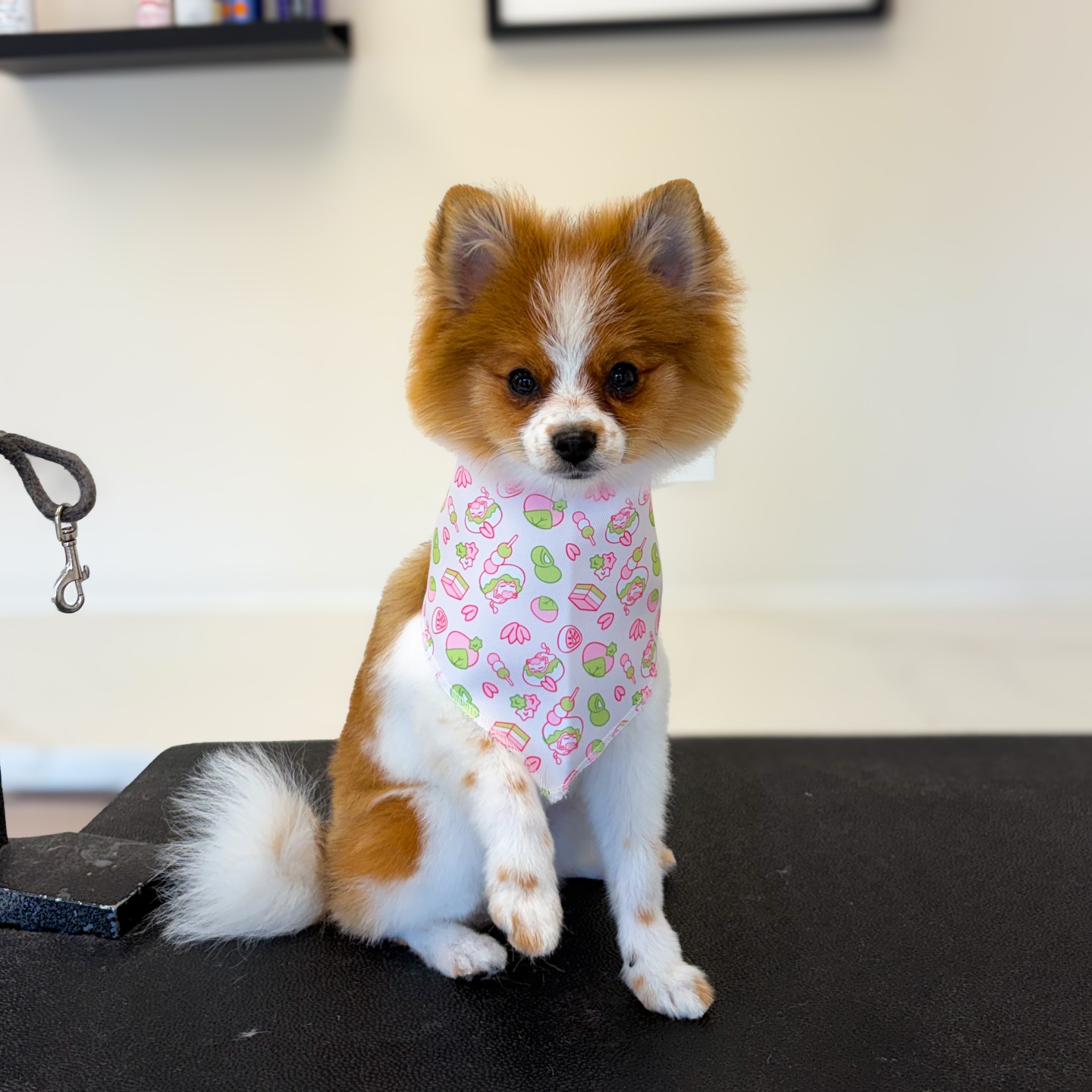 How cute is miss mystix?! We are in love 🥰
#pomlover
@pawsbyliz