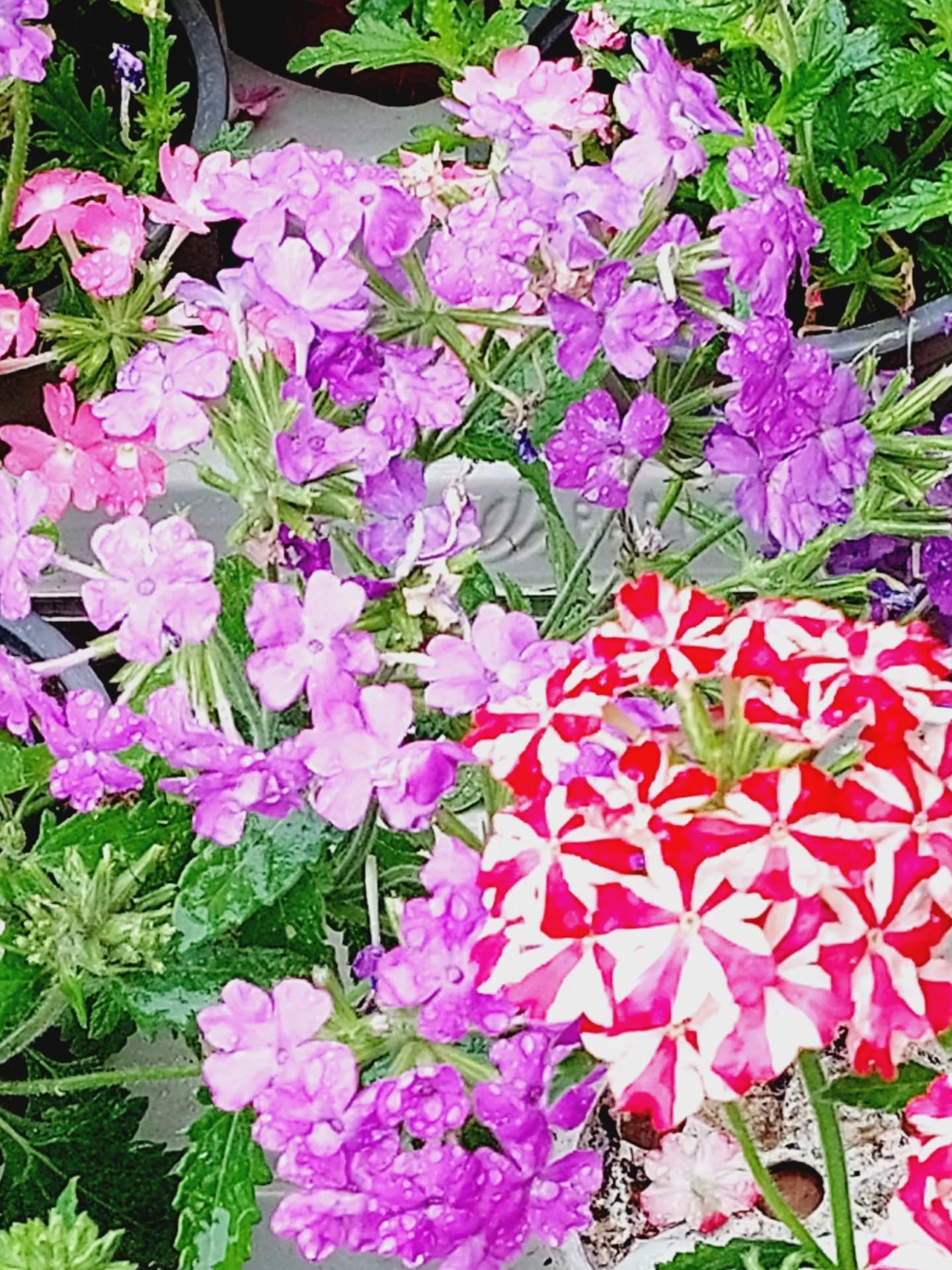 Les rendez-vous aux jardins à Arnaga !
💐🦋