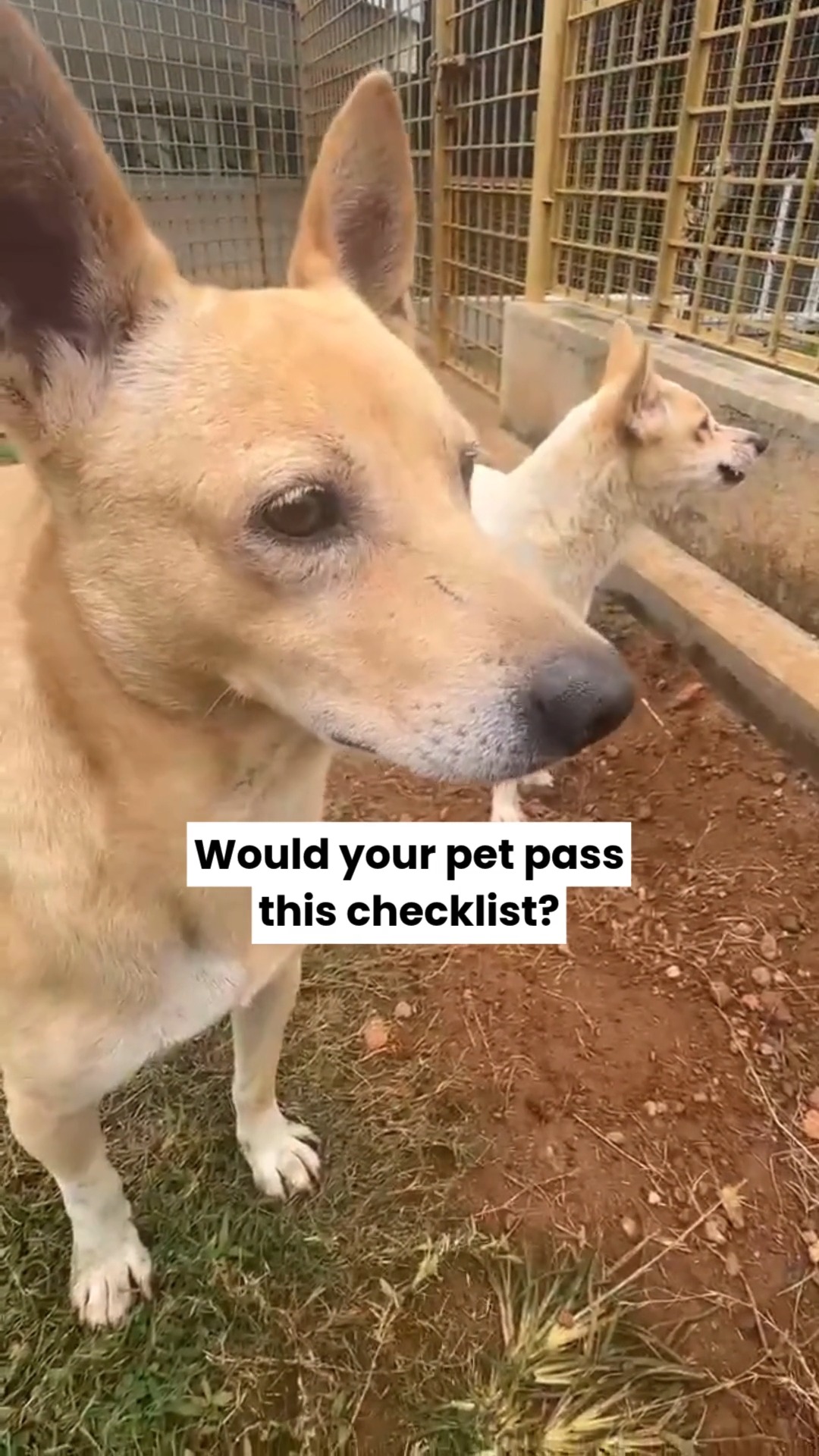 Pet boarding isn't just about finding a place for your pet to stay.
It's about ensuring every furry guest stays safe, healthy, and comfortable. 🐾❤️
That's why reputable boarding facilities don't accept every pet without a few important checks first.
Before boarding, your pet should ideally have:
✔️ Up-to-date vaccinations
✔️ Tick, flea, and parasite prevention
✔️ A basic health assessment or veterinary clearance
✔️ Diet and medication instructions clearly shared
✔️ Behaviour and socialisation information provided
Why does this matter?
Because one unvaccinated pet, one unnoticed illness, or one untreated parasite can affect multiple pets in a boarding environment.
Good boarding isn't just about fun playtime and comfy beds.
It's also about preventive healthcare, safety protocols, and responsible pet parenting.
💡 A boarding checklist isn't a barrier.
It's a sign that the facility takes your pet's wellbeing seriously.
📌 Save this before your next boarding booking.
📤 Share this with a pet parent planning a trip.
Would your pet pass this boarding readiness checklist today?
#PetBoarding #DogBoarding #CatBoarding #PetCareTips #PetParentsIndia #ResponsiblePetParent #PetHealth #PetWellness #DogCare #CatCare #BoardingChecklist #TravelWithPets #CessnaPetRetreat #CessnaLifeline #HealthyPetsHappyLives