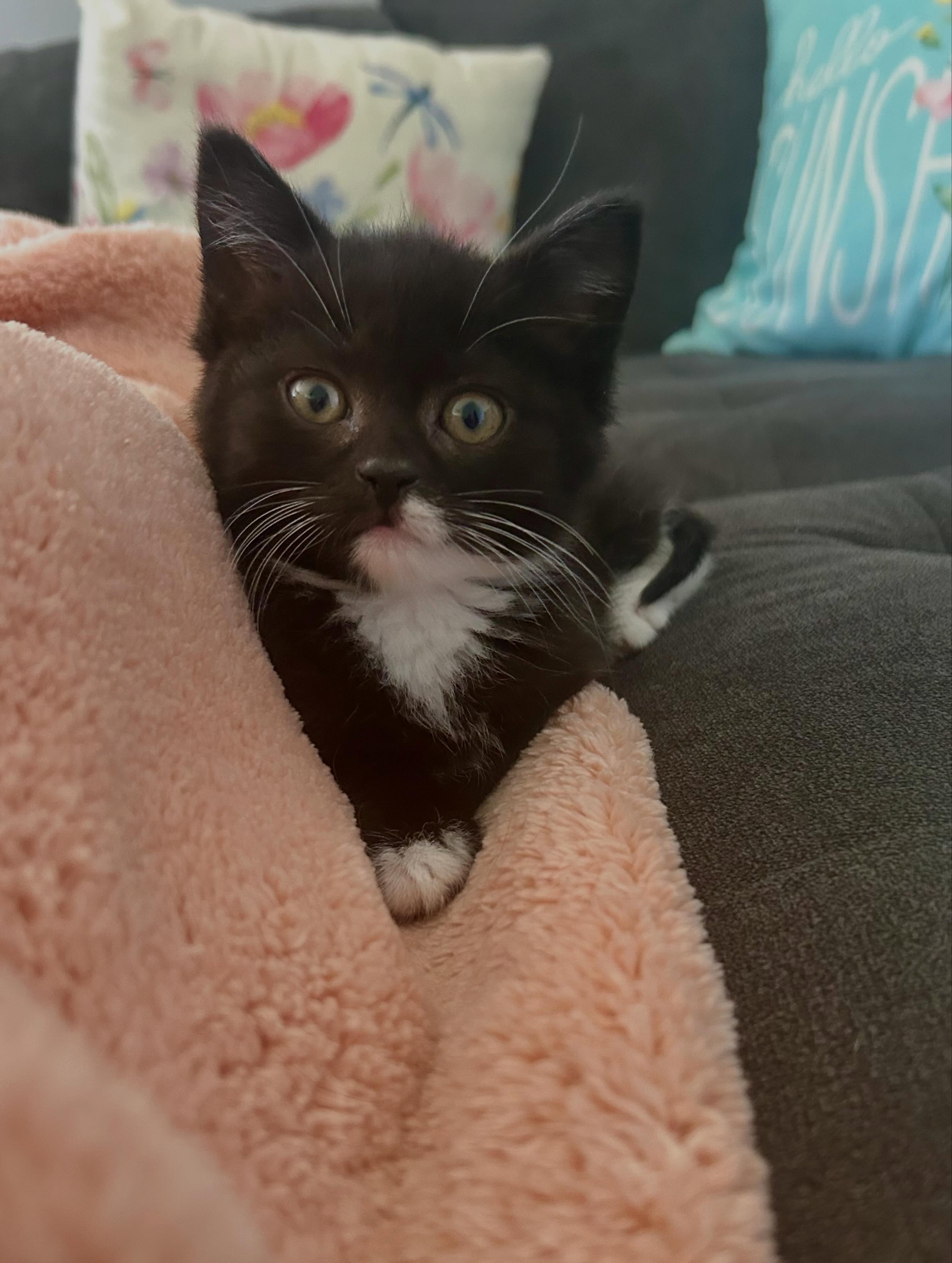 The pepper get cuter and cuter every day! 😻🌶️ In order we have Serrano, Pimiento, and Reaper! ✨