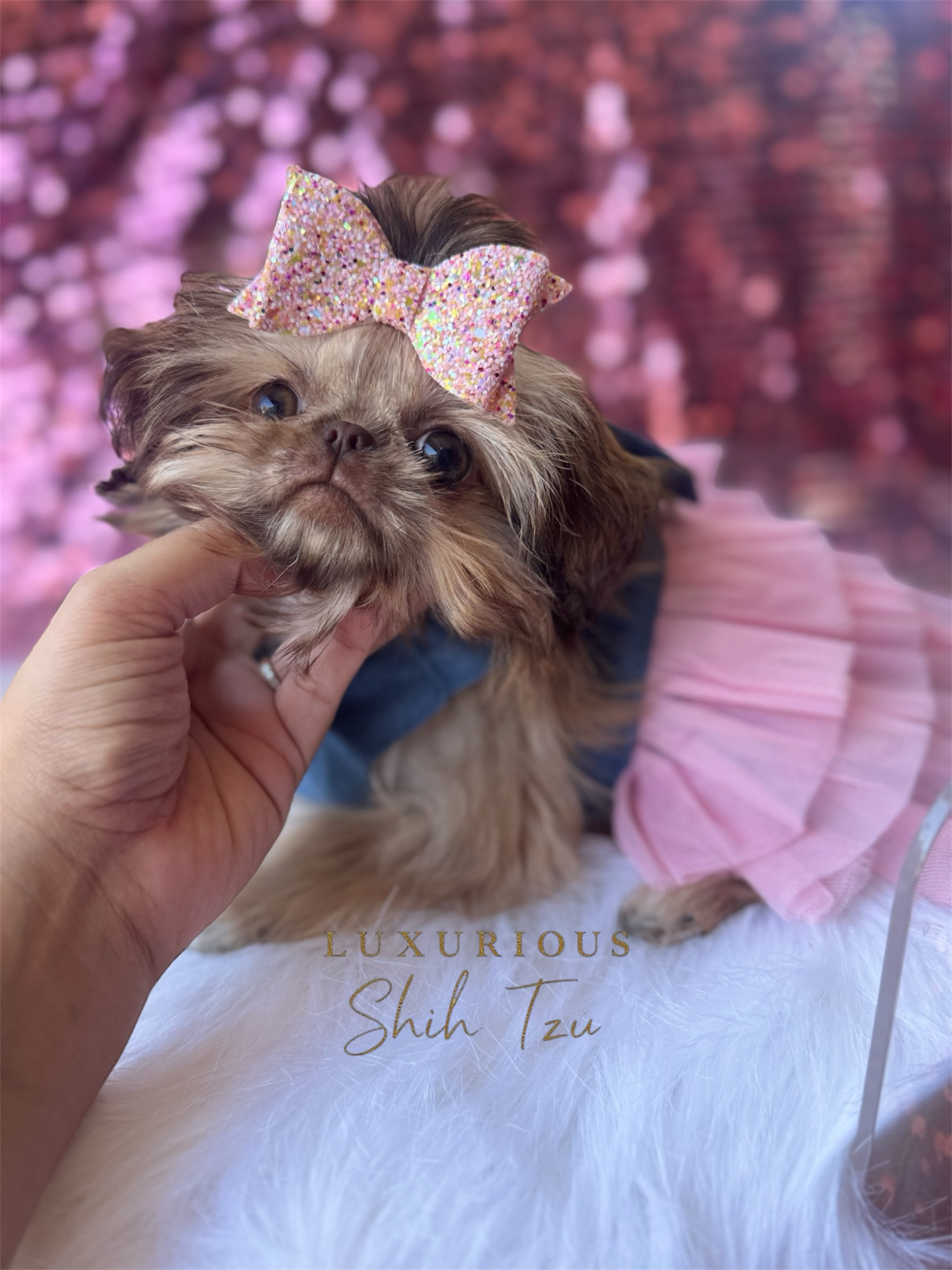 Tiny in size, enormous in personality. Capri is the definition of perfection. 💕🎀✨
With her precious baby doll face, tiny button nose, and sweet expression, she’s impossible to resist.
✨ Ready for her forever home ✨
#ShihTzu #ShihTzuLove #ShihTzuPuppy #ShihTzuLife #ShihTzuWorld
www.luxuriousshihtzu.com
✈️ Shipping Available
📍Los Angeles, CA