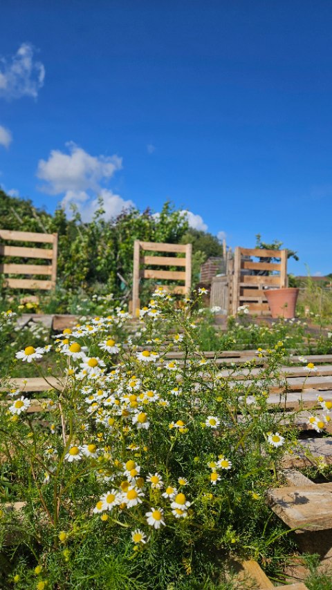 Look at all our chamomile loving it here in the sun.
The funny thing is, we planned a path in certain areas of the garden, mow all this chamomile has popped right in the place of the path....so now we need to rethink the layout 😅
.
.
#chamomile #growingherbs