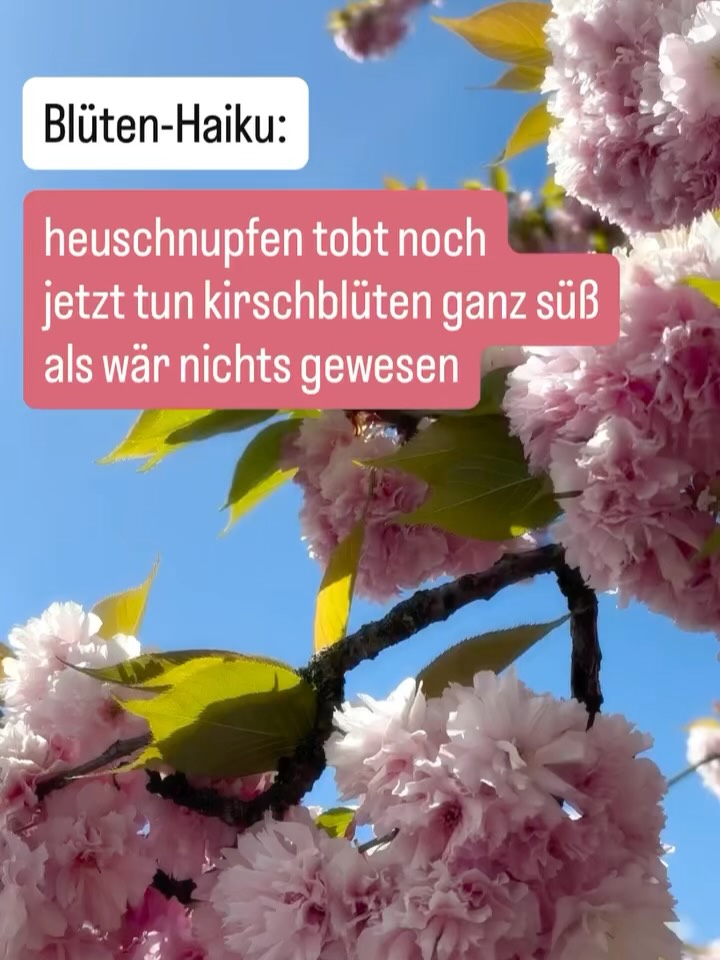 Haikus schreiben ist die einzige Hyperfixierung, die ich noch nicht professionalisiert habe.
Hust, Geräuschemachen. Hust, Vorträge über Geräuschemachen halten. Hust.
Haikus schreibe ich gerne. Ganz ohne Druck und olles Vergleichsgemurmel. Es macht mir einfach total viel Spaß. Auch wenn sie nicht immer perfekt getimed, witzig oder brillant sind. Aber Bock macht es.
Hier ein paar meiner Faves aus diesem Jahr. Manche Themen wiederholen sich, das gebe ich gerne zu.
Seid lieb in den Kommentaren. Und zueinander.
#haiku #haikuofinstagram #foleyartist #phd #academia