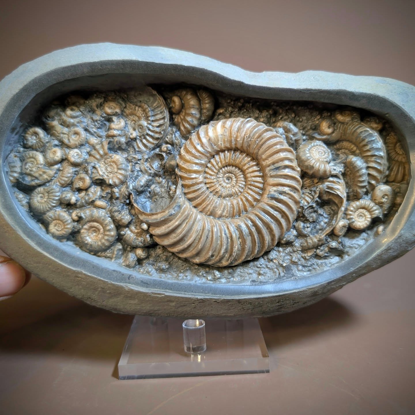 Popcorn nodules vary a lot in what they contain. Most are unpreparable and some are devoid of fossils. However, 1 in 10 or so have beautiful calcite ammonites, like this 3-inch Caenicites that I've just finished preparing.
#spiral #ancienthistory #ammonite #fossils #jurassic