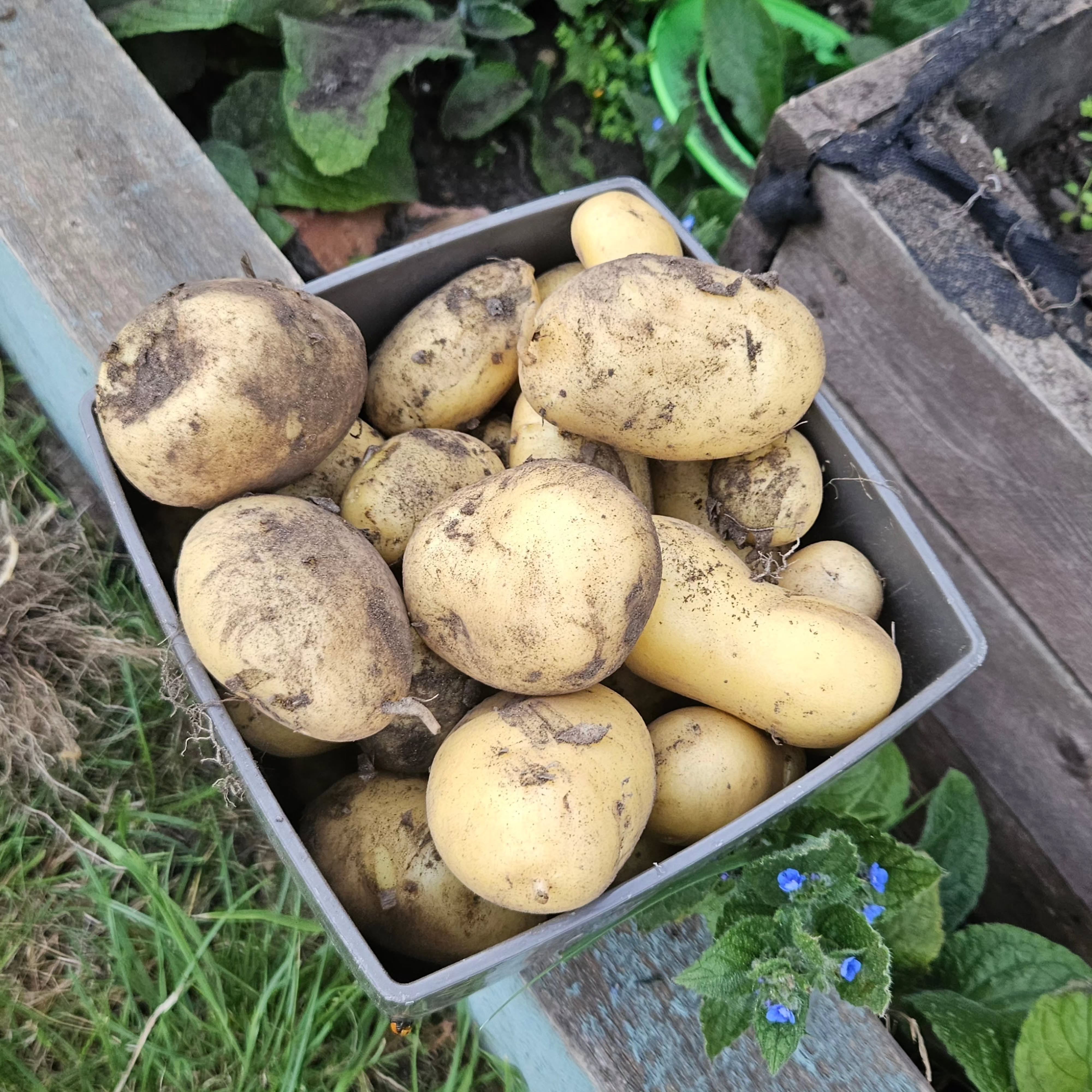 First potatoe harvest of the year and they taste great