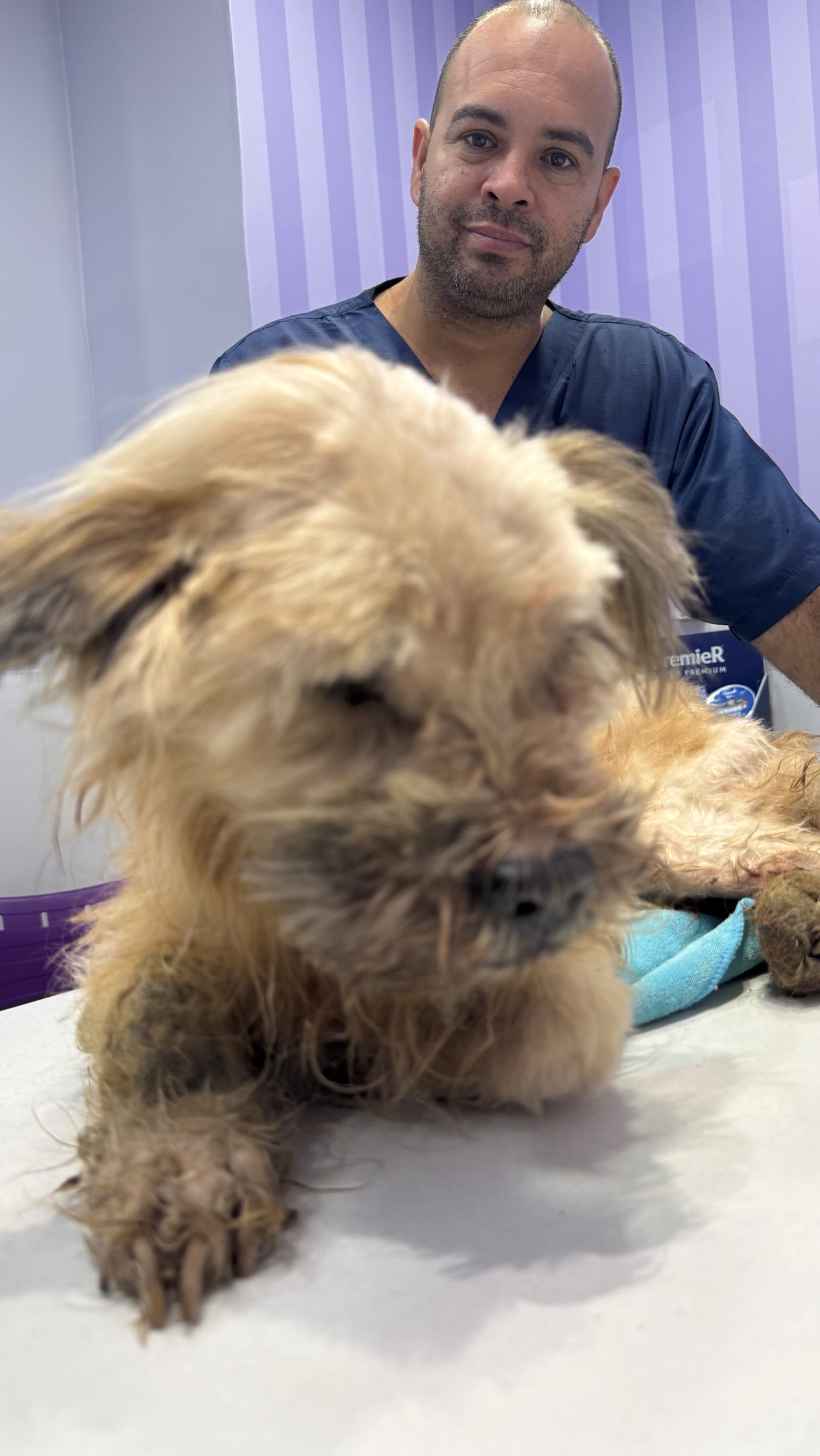 Já estamos na @vetangels e ele precisa de uma bolsa de sangue com urgência
Por favor ajudem o Benji ele não merece
🅿️ℹ️✖️: doar@onggarra.com
Vamos salvar a vida do Benji?
#benjigarrinho