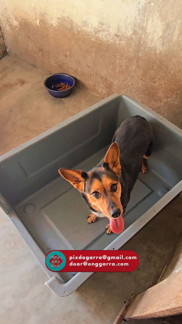 Safira passando para pedir a sua ajuda neste início de mês! 🐾❤️
Podemos contar com a sua ajuda neste final de semana?
🅿️ℹ️❌️ 21 98024-1232 ou doar@onggarra.com
#ajudeogarra #onggarra #safiragarrinha