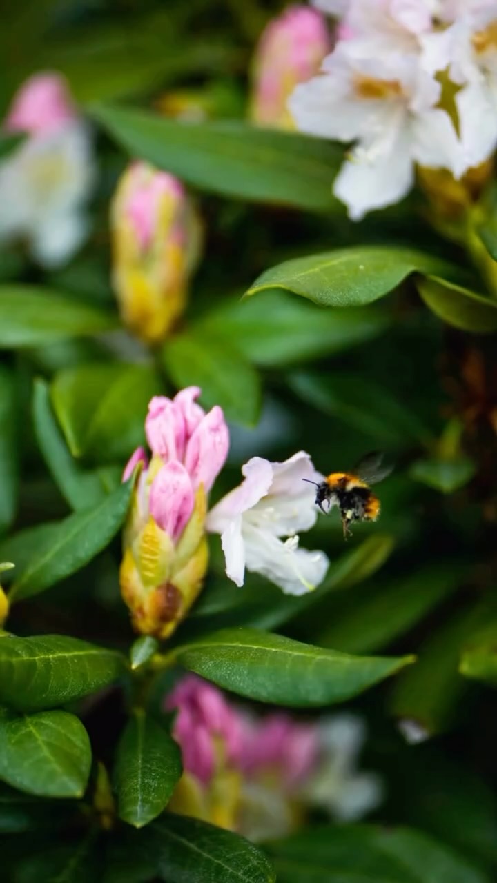 Denne tiden 🥹🌸🦋
Ord blir fattige.
#naturbilder #norsknatur #naturfoto #småbrukerlivet #livetpalandet