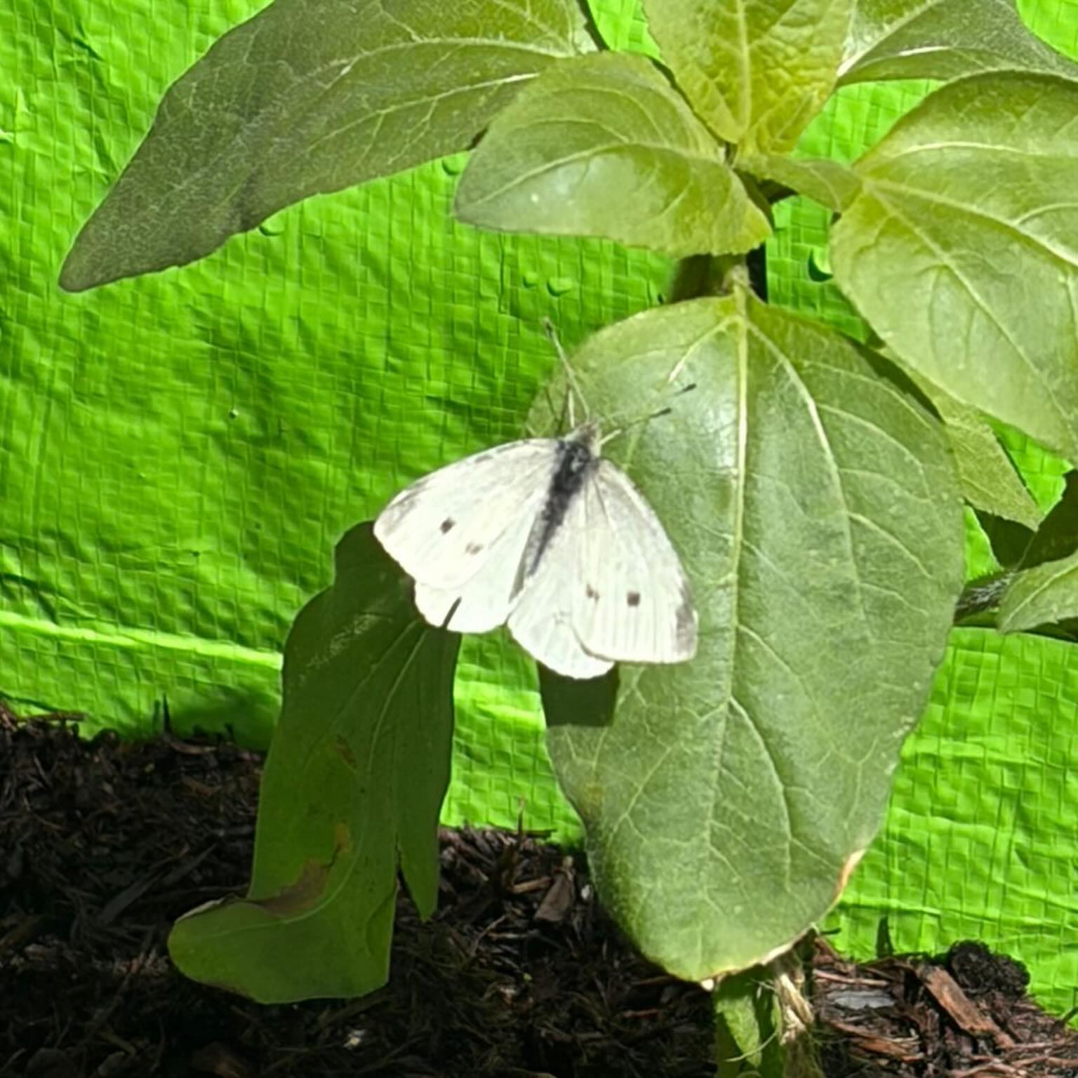 The pollinators have started arriving in our new gardens🦋 🐝 👏 #pollinatorsandflowers #ecoschool #learningforsustainability #gardening