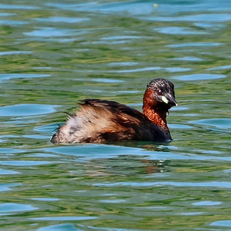 The dabchick or little grebe after diving for breakfast.
#islandwildlife #kefaloniawildlife #greekwildlife #guidedwildlifewalks #birdlovers