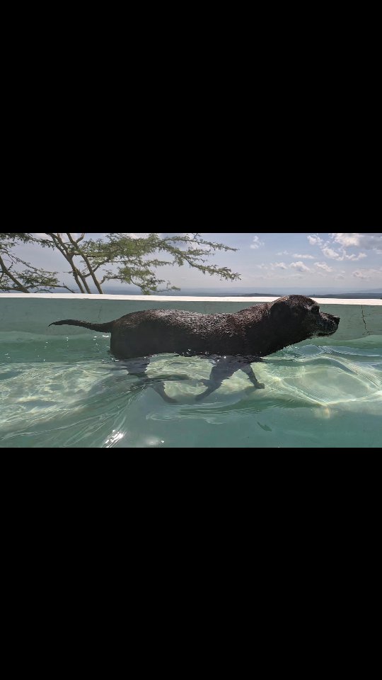 Saba enjoying the cool water in the heat of the day. She's happy to potter round the seating popping in and out at her own pleasure. Love my munchkin #staffilover #mansbestfriend #pets #weekendvibes