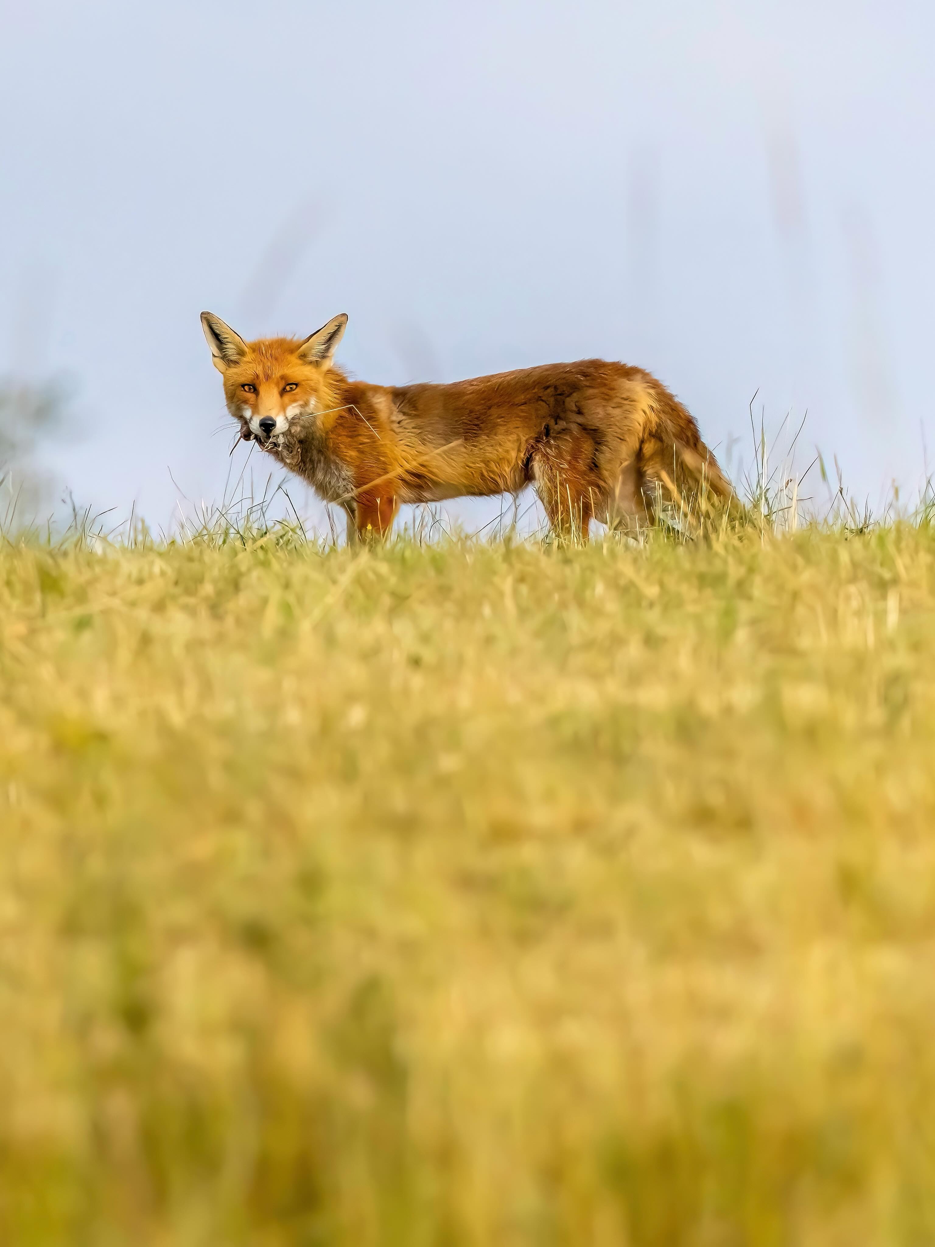 Fuchsjagd erfolgreich!
Für mich eine äußerst interessante Perspektive von einem tieferen Standort den Rotfuchs nach oben zu fotografieren.
