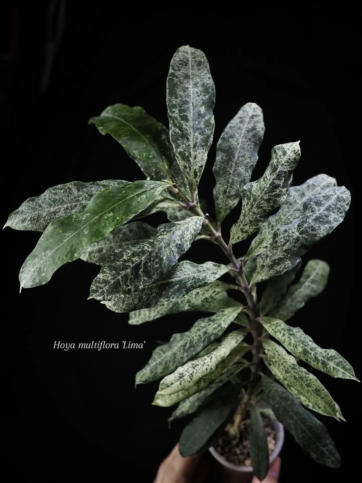 Mirror mirror on the wall, who's the most beautifully mottled of them all?
Ever so slightly multiflora obsessed at the moment. This 'Lima' has some somethin to me 💘
.
.
.
.
.
.
On a side note: Guys, let's stop watching the news. Let them go crazy. Let's focus on what we can influence.