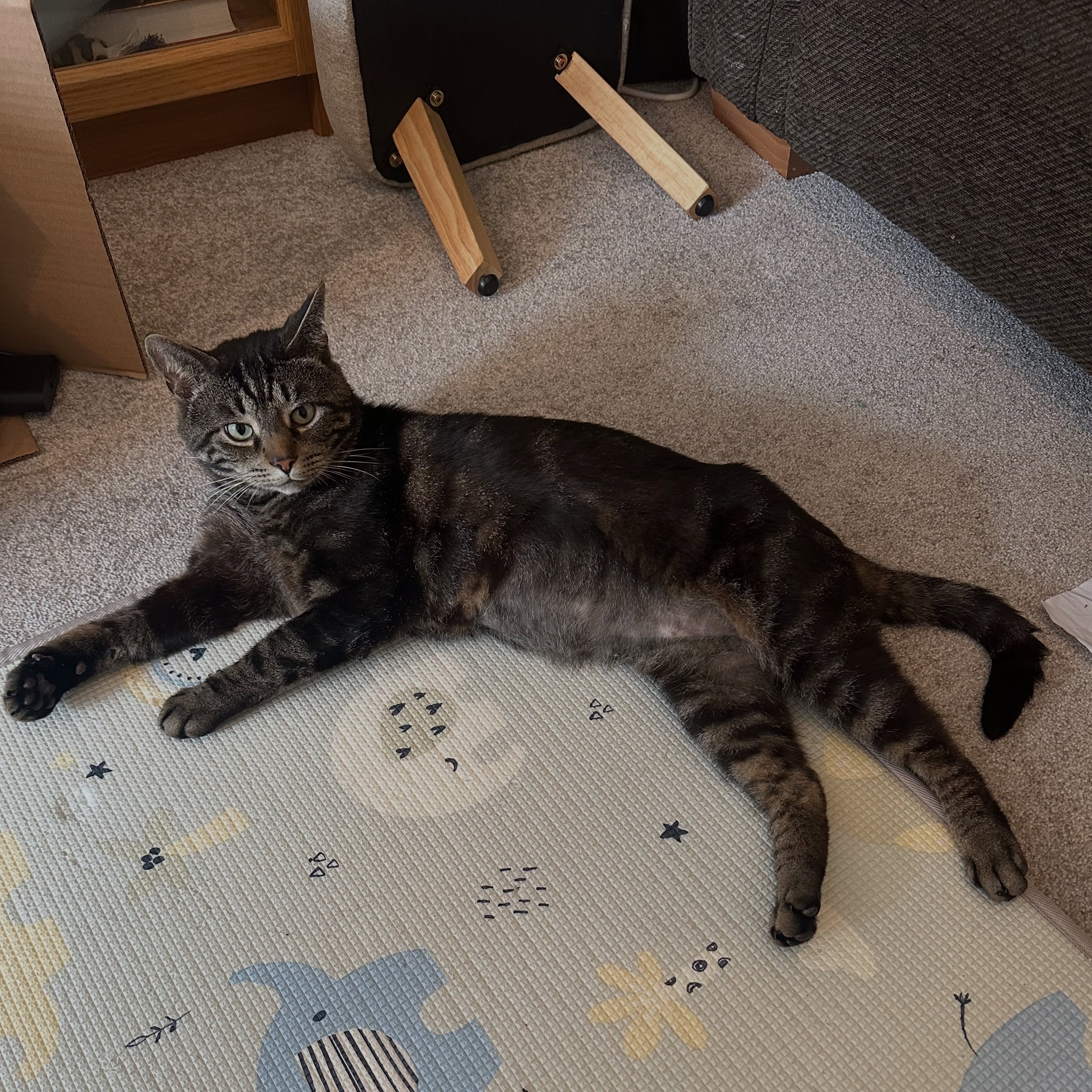 Basil being Mr Chill after his physio session!
Basil’s physio plan is in place to help him gain strength in his hind following a traumatic injury. This super confident boy does so well with treatment and exercises! 🐈⬛
Our physio sessions are catered to your cat as an individual for the best outcomes. Think we can help your cat? Pop us a message today! 🐾