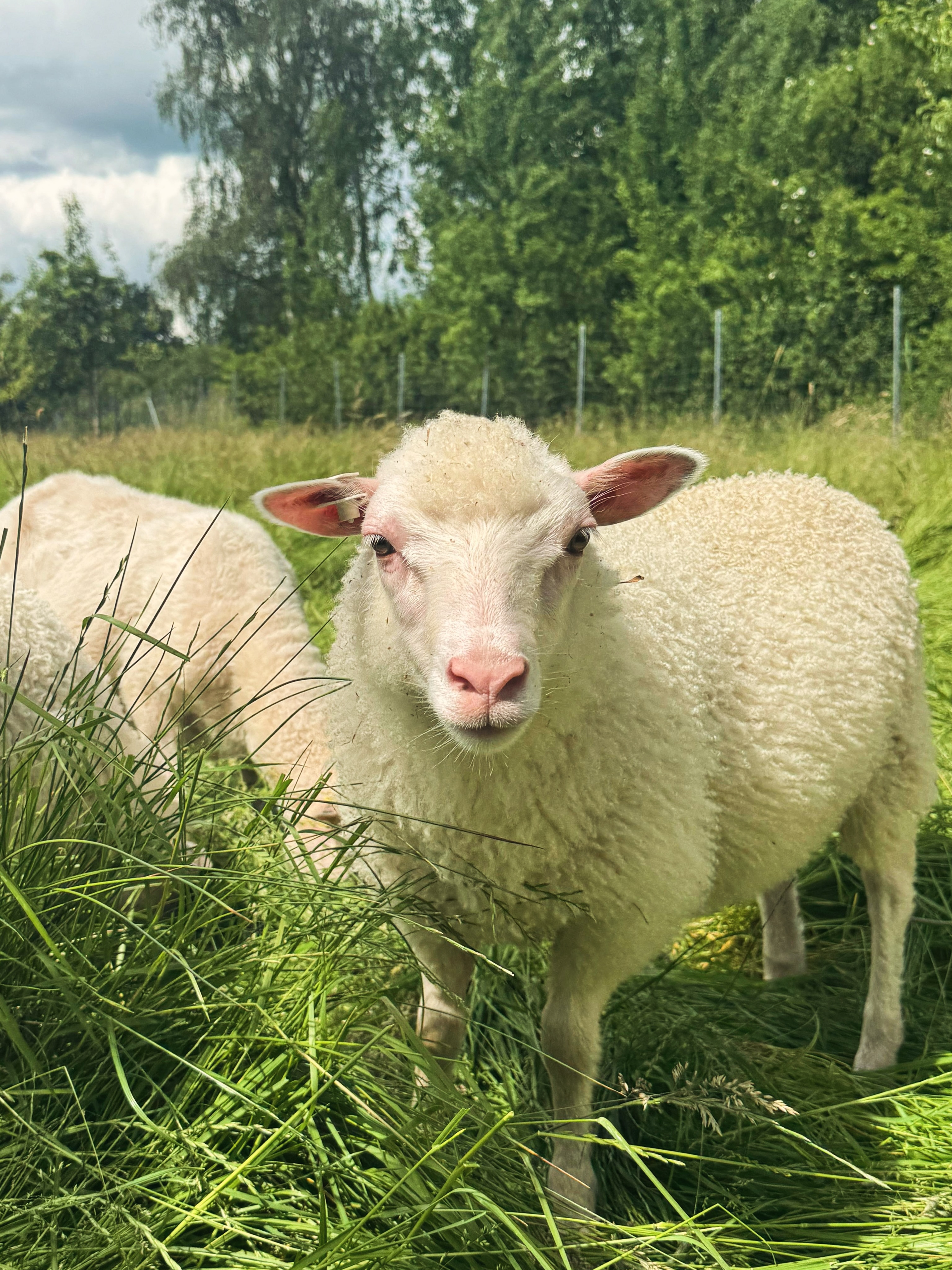Jule @jule.anr bringt noch zusätzlich Futter auf die Wiese zu den Heidschnucken. Heute ist wieder ab 12 Uhr für euch geöffnet, schaut doch mal bei den Schafen hinten auf der Streuobstwiese vorbei!
