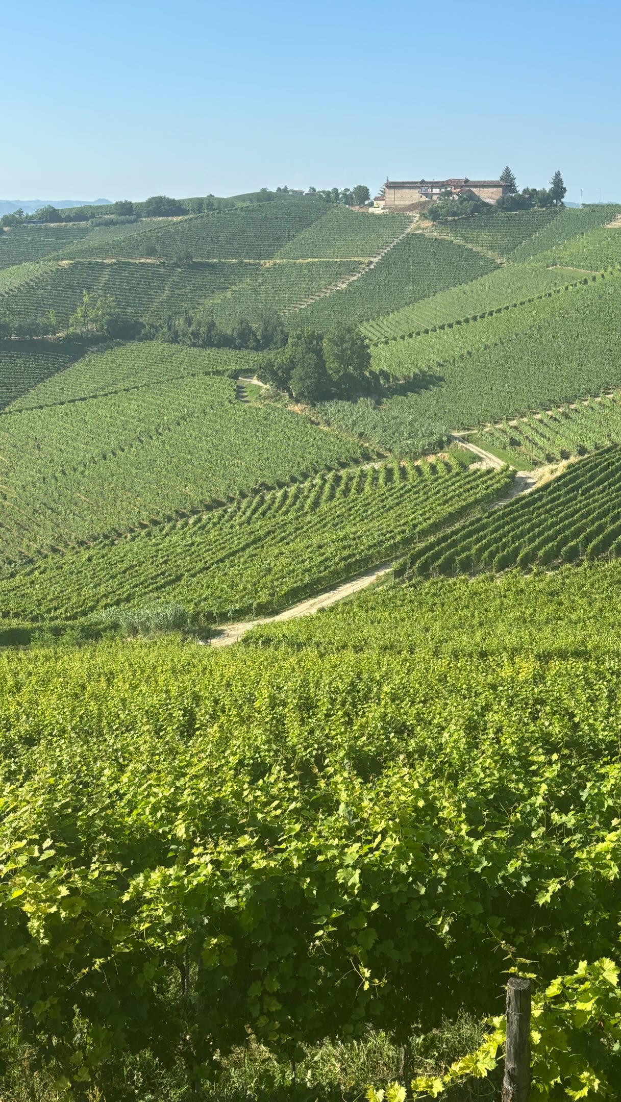 Perhaps we’re biased, but we think the best time to visit Piemonte is right now. 🌿
The hills are impossibly green, wildflowers are everywhere, the fruit trees are full, and the days stretch long into warm evenings made for wine in the vineyard.
Spring in Piemonte is pure magic. ✨
#Piemonte #VisitPiemonte #PiemonteWine #ItalyTravel #VisitItaly