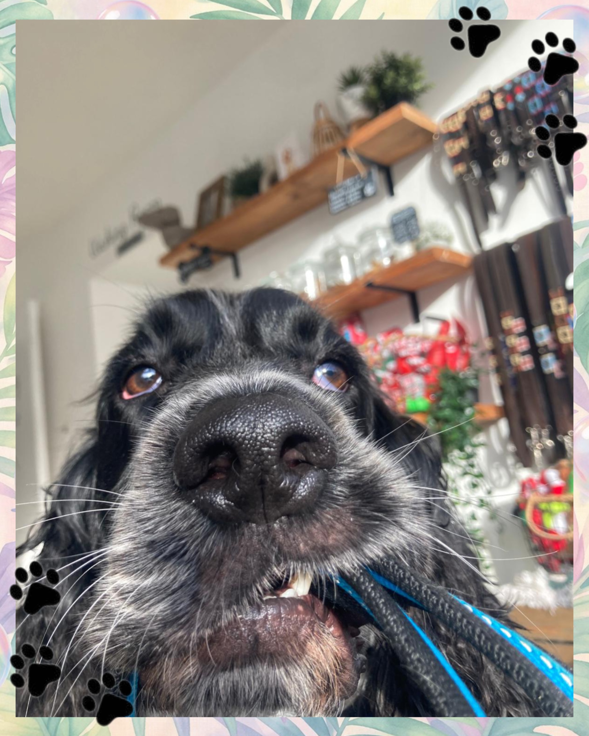 🐾 BOOKED & BUSY! 🐾
We are currently fully booked until 23rd June, which is when our next available appointments begin.
To avoid disappointment, we highly recommend booking your pet’s next groom at the end of each appointment to secure your preferred slot. While we have an amazing team of 5 staff members, including 3 talented stylists, our diary fills up very quickly thanks to the incredible support from all of our wonderful clients.
We want to say a huge THANK YOU for choosing Knine Dog Studio to care for and groom your beloved pets. We truly appreciate every single one of you and are so grateful for your continued trust and support. ❤️🐶
📞 Our phone line should also be back up and running on 9th June — just 3 more days to go!
In the meantime, please contact us via email, and we’ll get back to you as soon as possible.
Thank you,
Knine Dog Studio 🐾Here’s a polished Instagram post you can use:
🐾 BOOKED & BUSY! 🐾
We are currently fully booked until 23rd June, which is when our next available appointments begin.
To avoid disappointment, we highly recommend booking your pet’s next groom at the end of each appointment to secure your preferred slot. While we have an amazing team of 5 staff members, including 3 talented stylists, our diary fills up very quickly thanks to the incredible support from all of our wonderful clients.
We want to say a huge THANK YOU for choosing Knine Dog Studio to care for and groom your beloved pets. We truly appreciate every single one of you and are so grateful for your continued trust and support. ❤️🐶
📞 Our phone line should also be back up and running on 9th June — just 3 more days to go!
In the meantime, please contact us via email, and we’ll get back to you as soon as possible.
Thank you,
Knine Dog Studio 🐾
#KnineDogStudio #DogGrooming #BookedAndBusy #ThankYou #DogGroomer 🐶✨