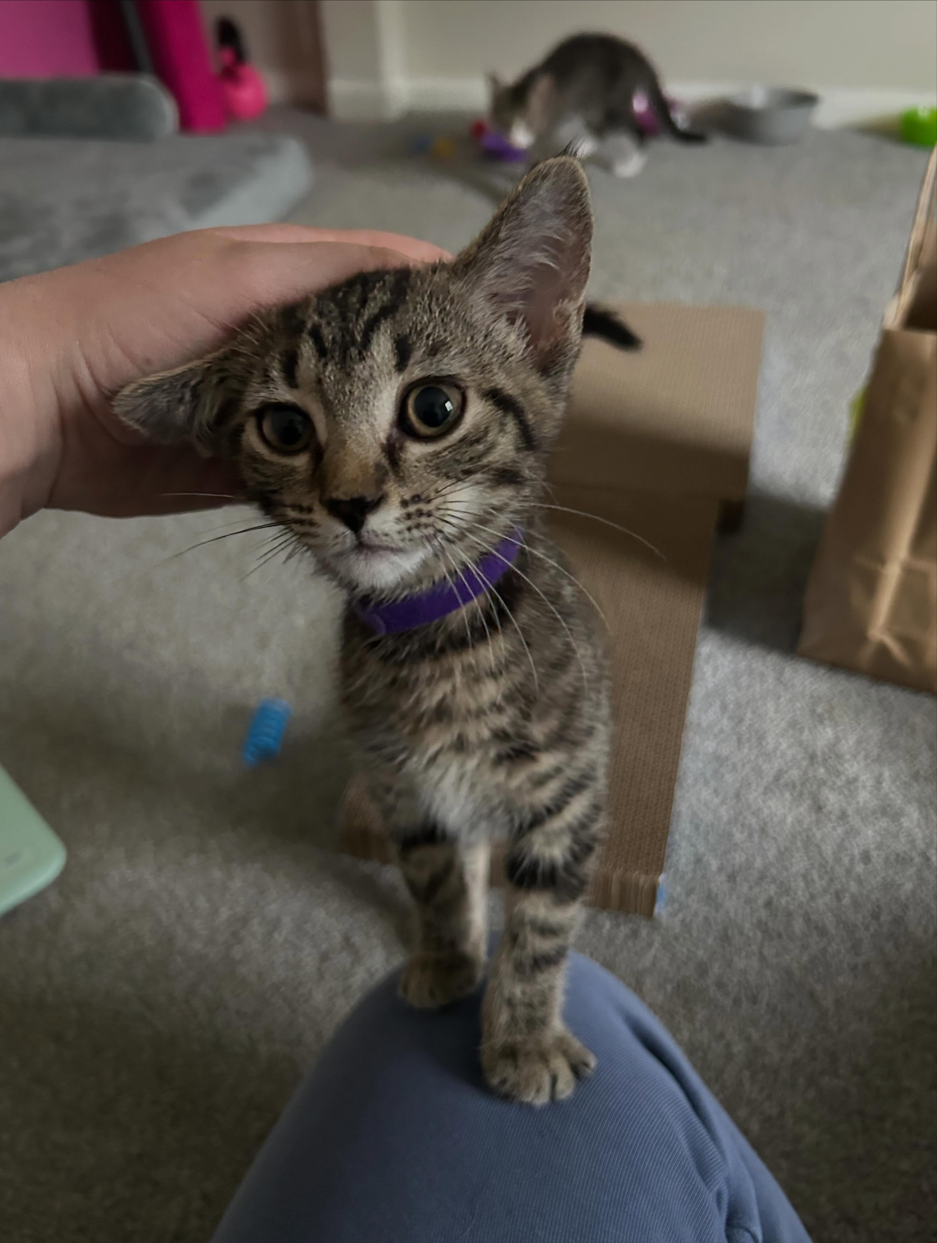 We welcomed 5 more kitties! ✨🐱 These kiddos are related to our other 5 fruit cats. give these sweet babies are very warm welcome! In order we have:
🩷 Raspberry (f)
🫐 Huckleberry (m)
🍋🟩 Lime (f)
🍊 Orange (m)
💛 Pomelo (f)