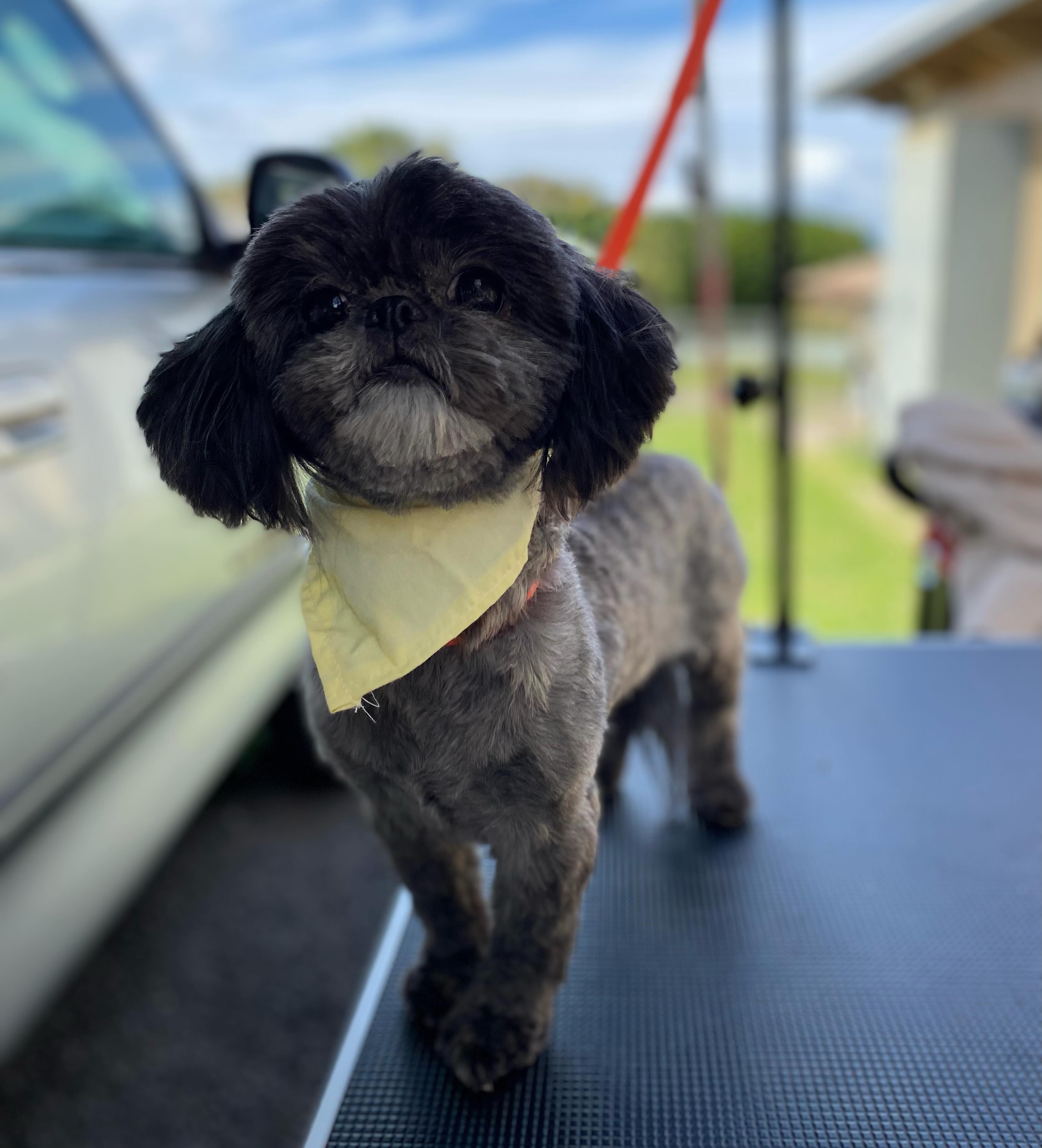 Senior Sunday Comfort Groom 💞
🐶 Keeping the body and leg trim short, eye visor clear, and ears nice and trim- the pet owners can keep an eye on their pets skin, any changes in mobility, and most importantly the pet is hygienically clean and comfortable!
#imperialshihtzu #doggrooming #longbeach #seniordog #dogmom