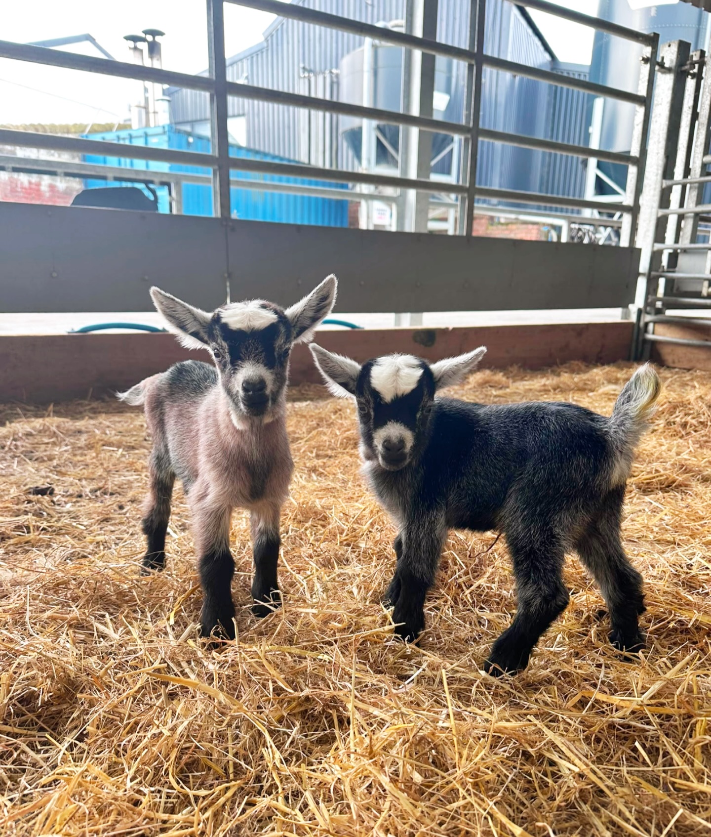 No lazy weekends for us, these two are keeping our keepers busy! ๐
#cute #babygoats #babyanimals #ayrshire #glasgow