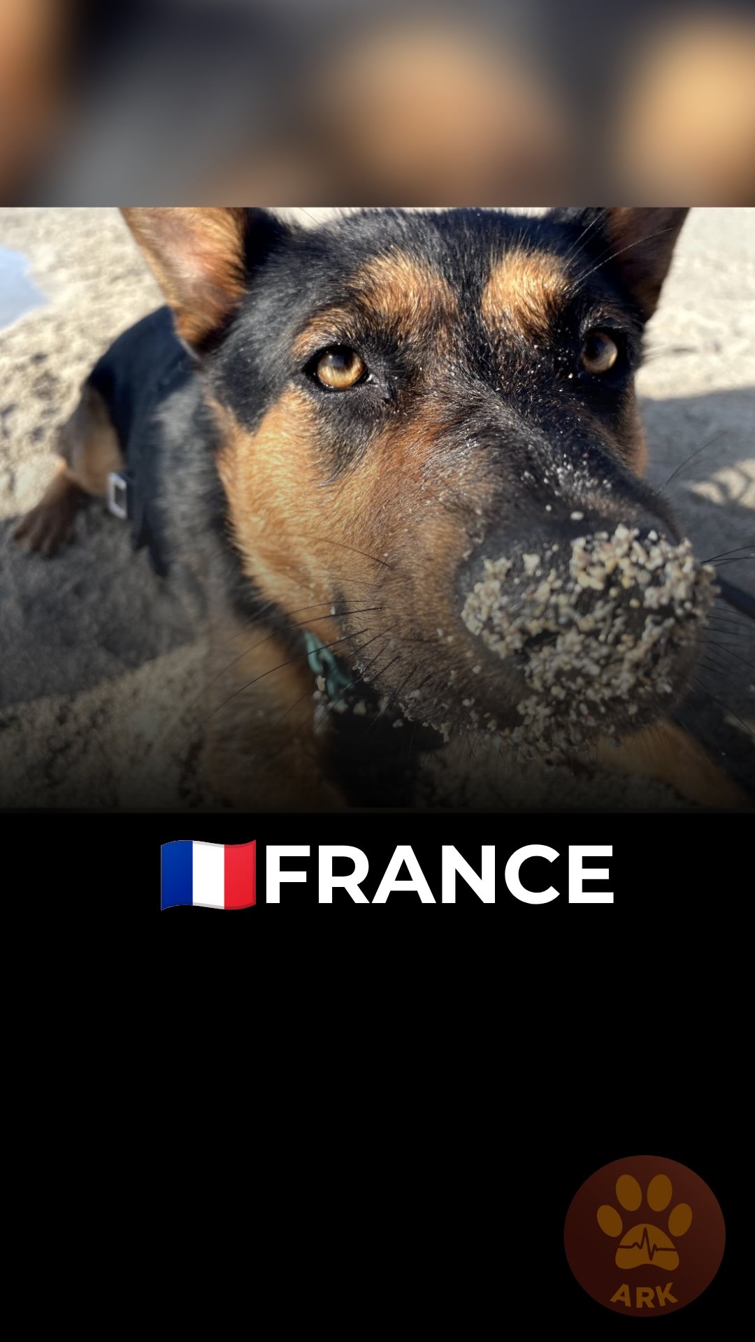 🇫🇷 ФРАНЦІЯ. Ось так Брусніка з Добропілля від військових шукає скарби на пляжах Франції 😁 (⬇️ENG)
Брусніку врятували наші друзі-військові оператори БПЛА, які завжди рятують тварин у гарячих точках.
Сергій з побратимами передали Брусніку до нас в ARK разом із іншими тваринками.
Її історія дуже зворушила дівчину Nolwenn із Франції, вона вирішила взяти її на домашню перетримку щоб швидше адоптувати до домашніх умов і після цього знайти їй родину.
«Вона допомагала мені так само, як і я допомагала їй, тому що я іноді трохи борюся з депресією. Тож я була дуже рада мати поруч цю життєрадісну красуню 😊»
Тиждень тому Брусніка знайшла свій дім у Франції назавжди❤️
Вона живе у родині з дітками, і це їхня перша собака взагалі!
«Ми шукали таку собаку з якою буде одразу легко. І з нею справді дуже легко! Вона обожнює обійми та гратися з нами й іншими собаками, дуже добра до інших».
І дуже любить проводити час на пляжі зі своєю родиною:)
«Вона просто неймовірна! Ми дуже її любимо»
Саме так Життя перемагає війну!
Зробити донат можна за посиланням у біо чи в коментарях 👉
🇫🇷 FRANCE. This is Brusnyka from Dobropillia, rescued by the military, now searching for treasures on the beaches of France 😁
Brusnyka was rescued by our friends — military drone operators who are always helping animals in frontline are