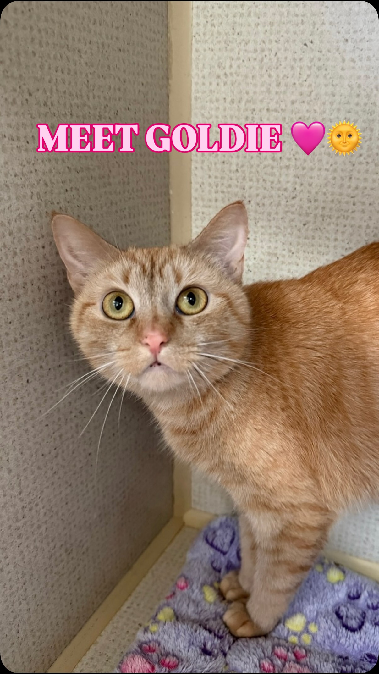 One year old Goldie is such a sweet girl once she warms up to you 🩷
Send us an app to schedule a meet and greet at https://www.animals-in-distress.org/adoptions or email us with any questions: animalsindistressnj@gmail.com 💌 #animalsindistressnj #adoptablecats #cats #mercercountynj #adoptme