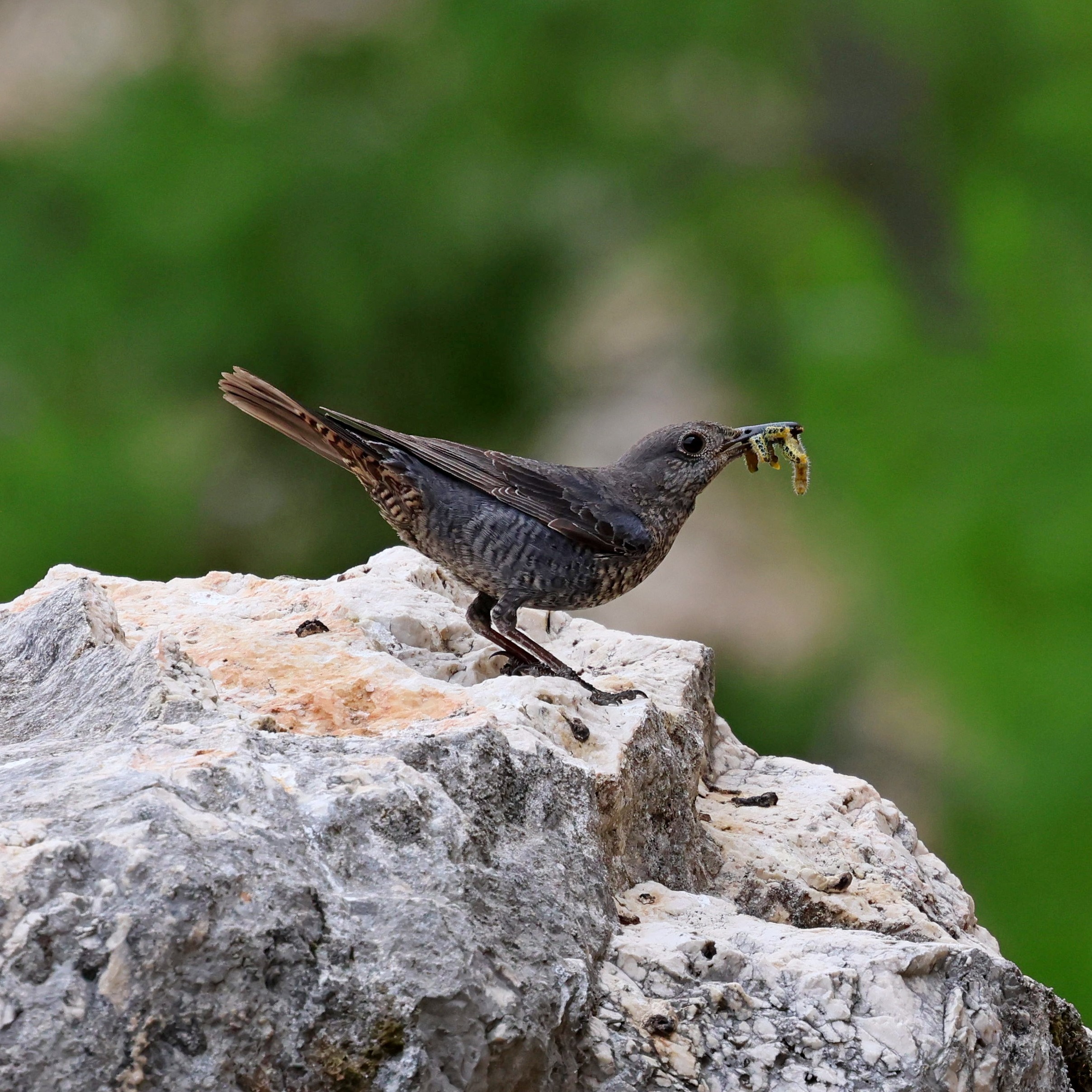 A blue rock thrush and a few caterpillars.
#islandwildlife #kefaloniawildlife #greekwildlife #guidedwildlifewalks #birdlovers