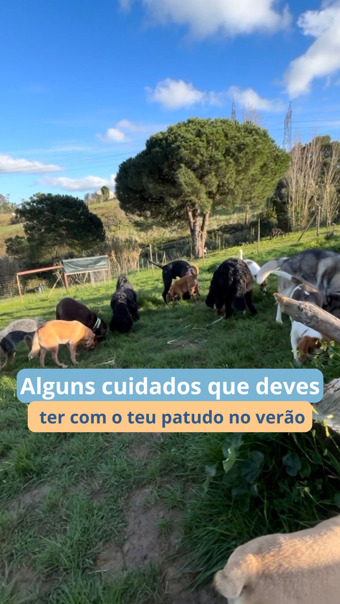 Com o calor, os nossos cães precisam de cuidados extra.
✔️ Evite pisos quentes
✔️ Leve sempre água fresca
✔️ Passeie nas horas mais frescas do dia
✔️ Procure sombra
✔️ Nunca deixe o seu cão dentro do carro
Partilhe esta informação com outros tutores e ajude a proteger mais patudos neste verão. ☀️🐶