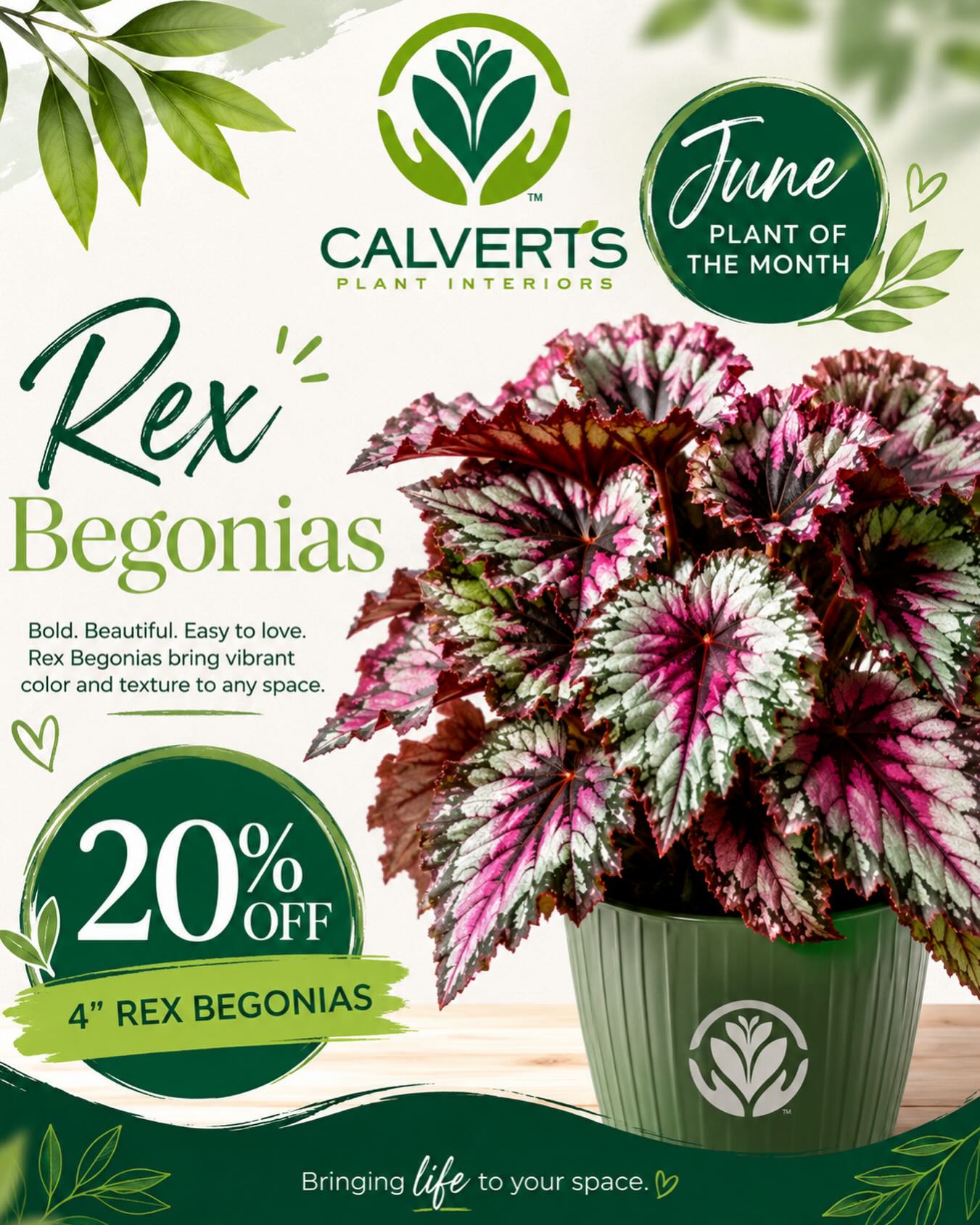 🌿 June Plant of the Month 🌿
Meet the Rex Begonia — a true showstopper! With its bold colors, intricate leaf patterns, and eye-catching texture, this plant brings instant personality to any space.
✨ June Special: 20% OFF all 4” Rex Begonias!
Whether you’re adding to your collection or looking for the perfect pop of color, now is the perfect time to bring one home.
📍 Stop by Calvert’s and explore this month’s featured favorite while supplies last.
#CalvertsPlantInteriors #PlantOfTheMonth #RexBegonia #HouseplantLove