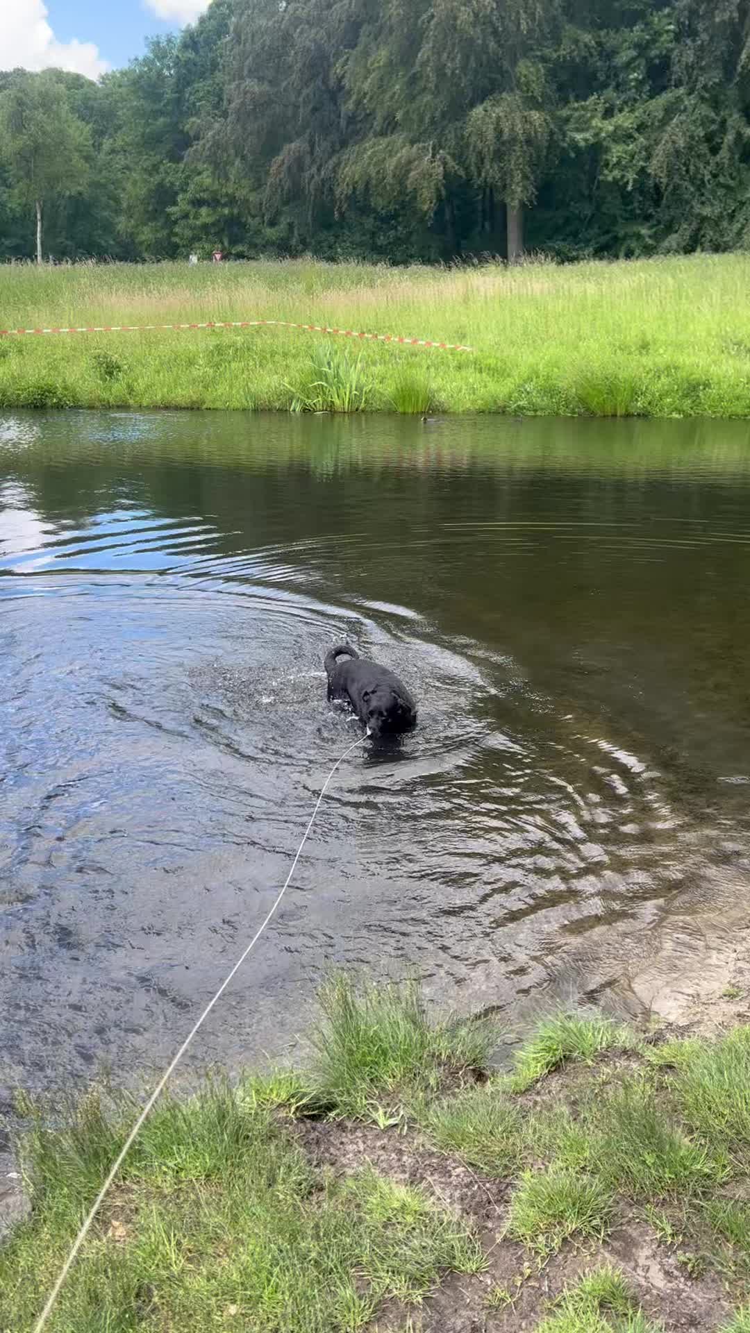 Harrie is voor het eerst mee uitrazen, en dat gaat hartstikke goed! Welkom Harrie โค๏ธ๐ถ
Samen met Cooper, Bo, Bailey, Ben, Zoรซ, Roxy en Sam