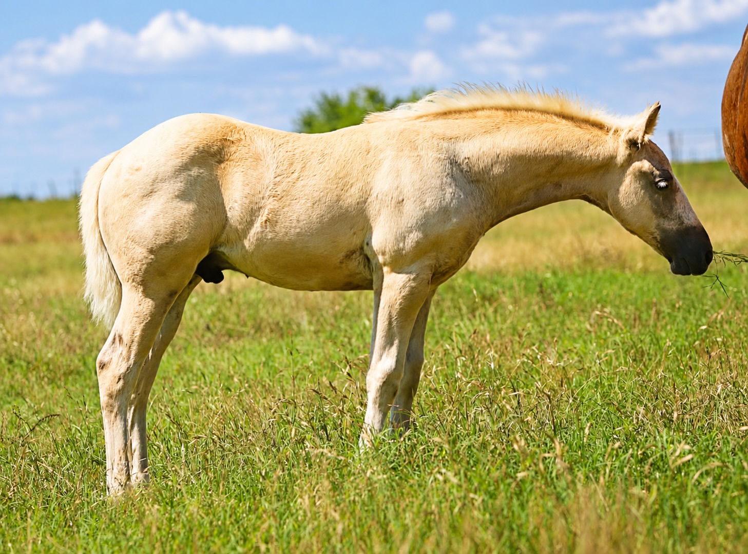 ๐ฅ Offered For Your Consideration ๐ฅ
2026 Colt by PS Mega Shine Chic and out of a daughter of Gunner. This is her first foal, and she did not disappoint.
๐งฌ 6 Panel N/N by parentage
If youโre searching for a colt with the look, pedigree, and presence to stand out, this โCrushโ checks every box. Wrapped in a stunning golden package, he combines eye appeal, balance, muscle, and substance from every angle. The depth, body, and natural athleticism on this colt are hard to miss.
The PS Mega Shine Chic ร Gunner daughter cross has proven to be a special one producing big time show horses, and this colt looks poised to continue that tradition. Whether your goals are the futurity pen, breeding barn, or simply owning a standout prospect, this colt offers the kind of quality everyone wants to find.
โจ Exceptional Magic Cross pedigree
โจ Outstanding conformation
๐ Anderson, Texas
๐ฐ 12.5k
๐ Call or Text: 979.820.3880 Will not respond to comments
#horsesofinstagram #horselove #reining #nrha #aqha