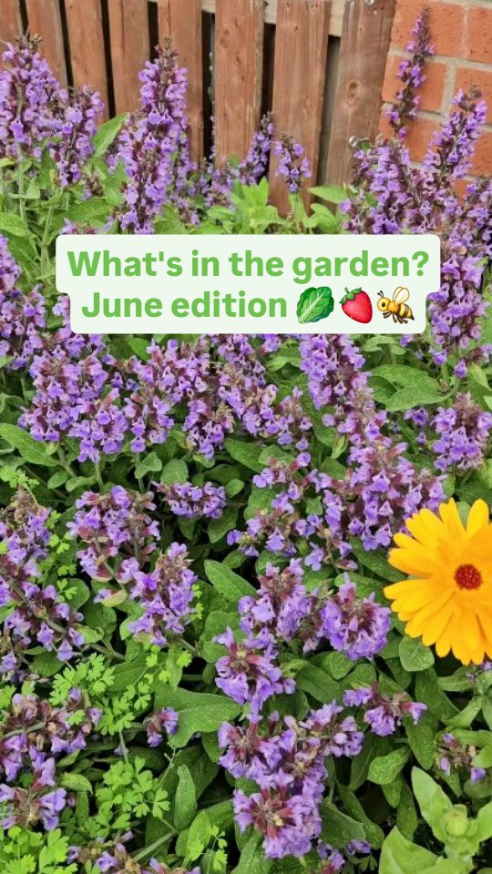 Bees, peas, and strawberries! What's growing in your garden?
#gardening #garden #june #growingfruit #growingvegetables