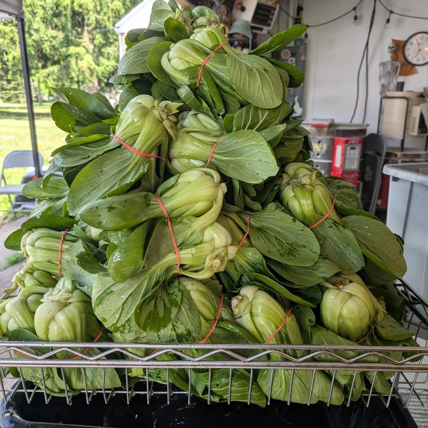 We are piled up with veggies for the markets this weekend! Come see us @kzoofarmmarket, @texastwpfm on Saturday and @portagemarketmi on Sunday!