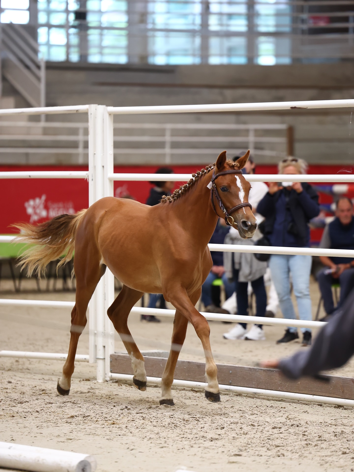 ✨𝐏𝐑𝐄𝐓𝐓𝐘𝐆𝐈𝐑𝐋 𝐃𝐄 𝐉𝐈𝐌𝐀✨
Lors du local ONP de St-Lô Prettygirl de JIMA (MABAR DE JIMA X ILLUSION PETIT PARIS) se classe 3e de l’épreuve Yearling Femelle PFS 🥉✨.
Un très belle prise d’expérience pour cette chouette pouliche par notre étalon jeune génétique maison 𝐌𝐚𝐛𝐚𝐫 𝐝𝐞 𝐉𝐈𝐌𝐀 🤩
🔜 So’pony 2026 🍀
Propriété @ma_grosset
📸 : @mathieu_lch_photographie